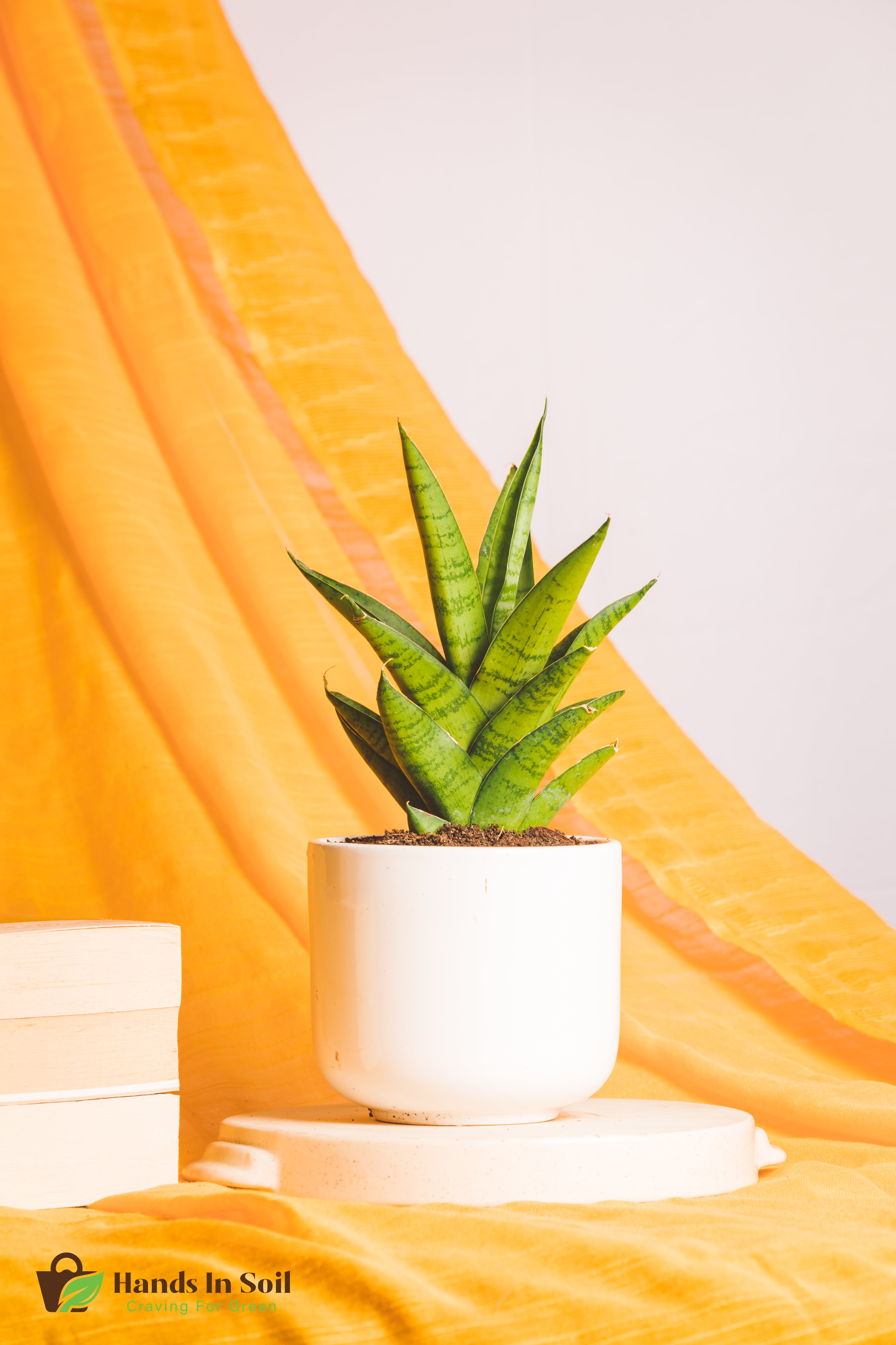 Sanseveria Gabriella