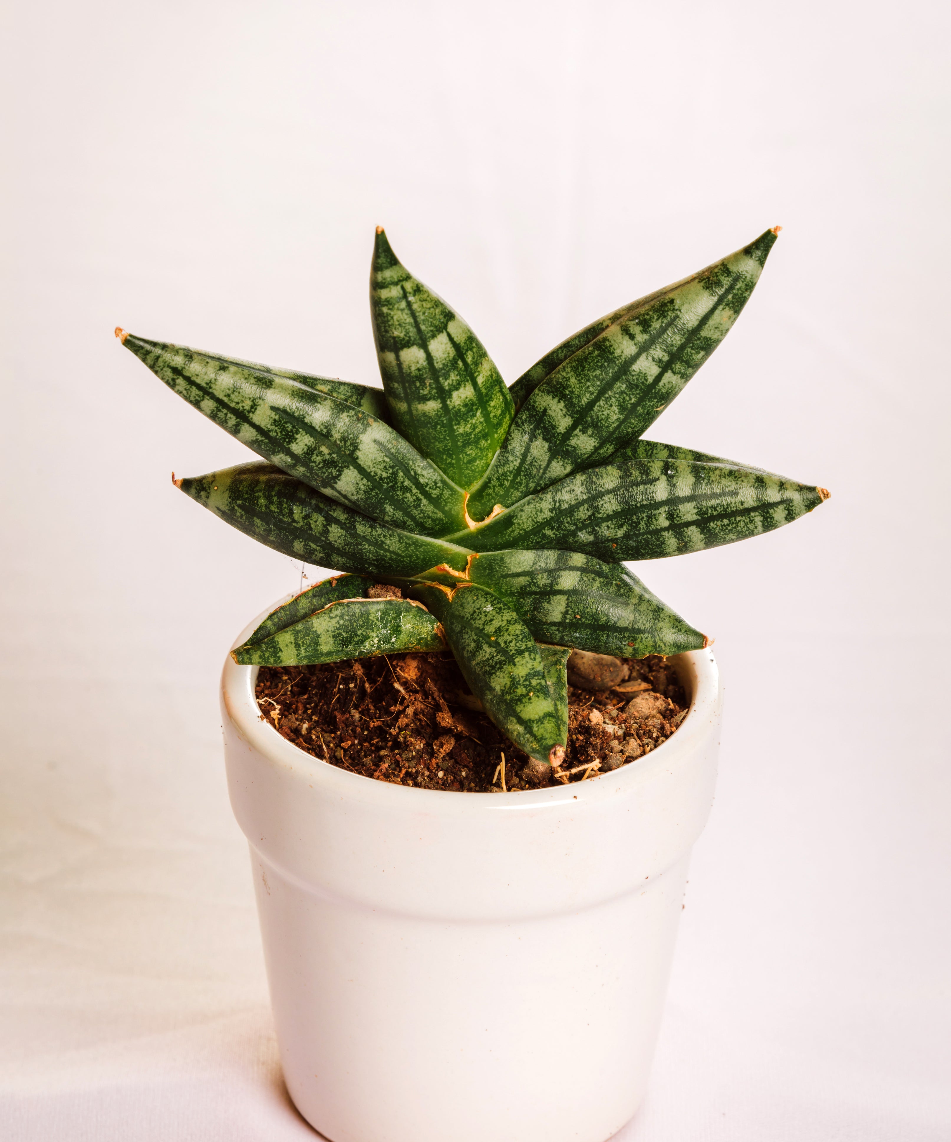 Sanseveria Jasmin