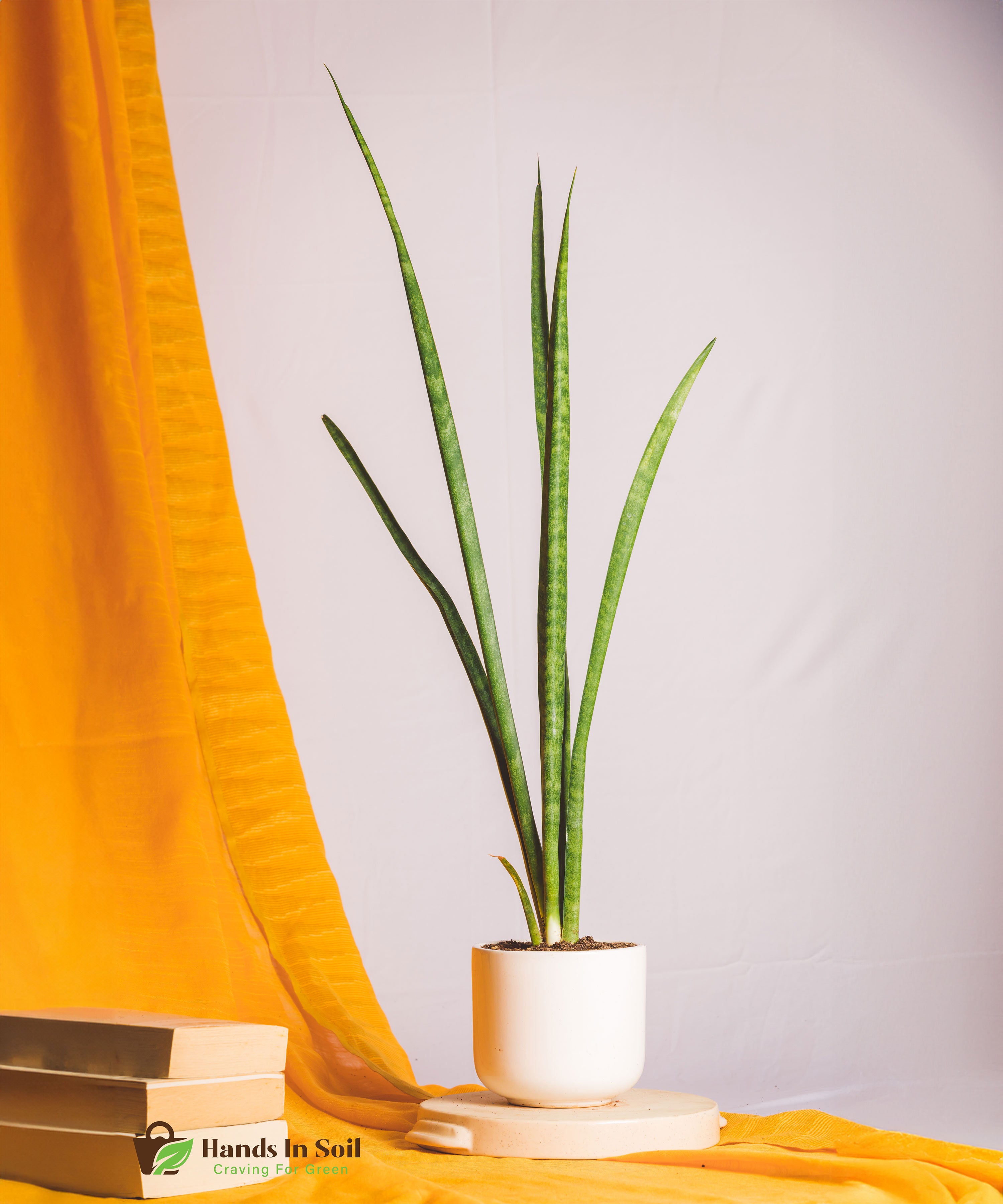Sanseveria Mikado