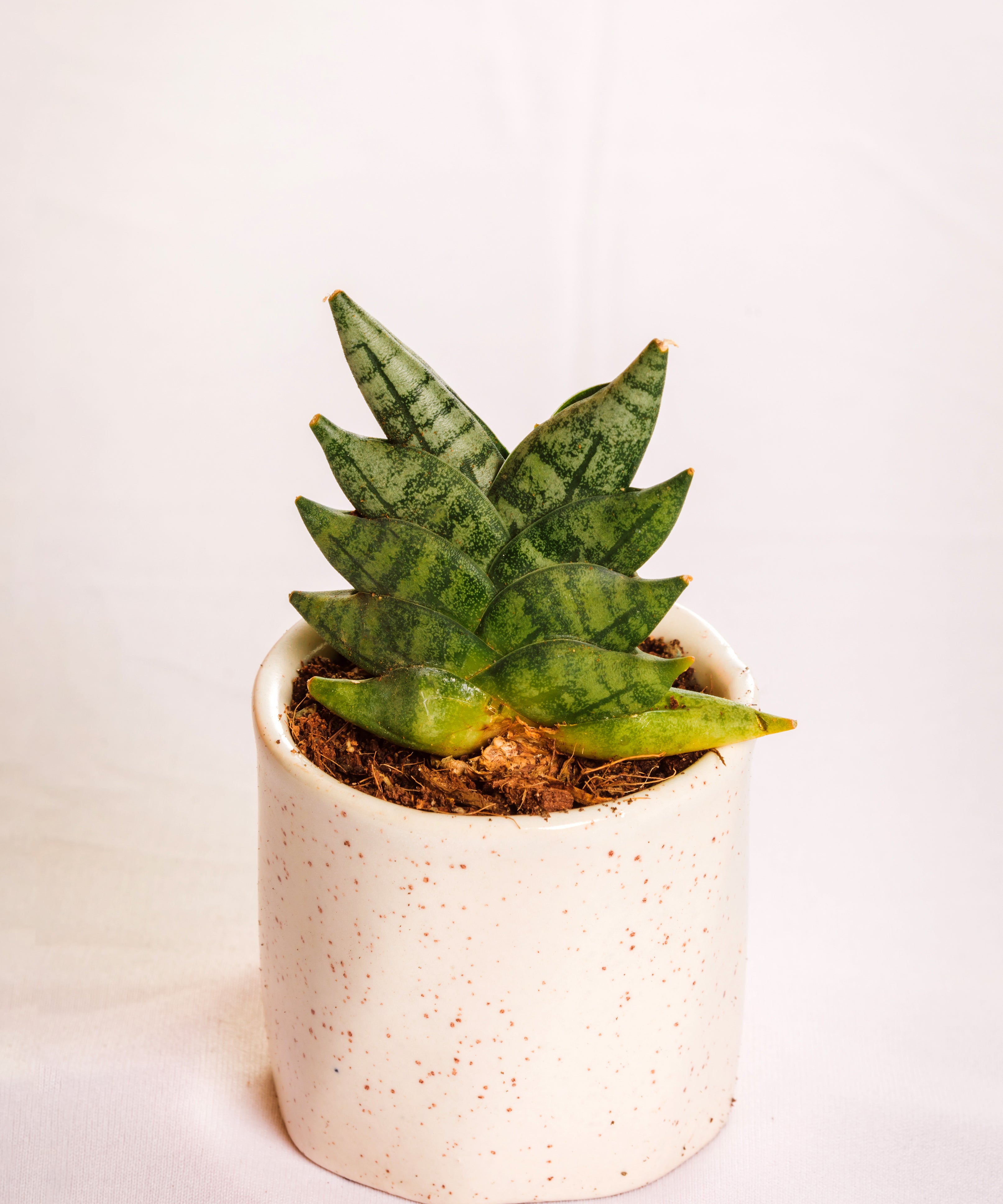 Sanseveria Mini Boncel