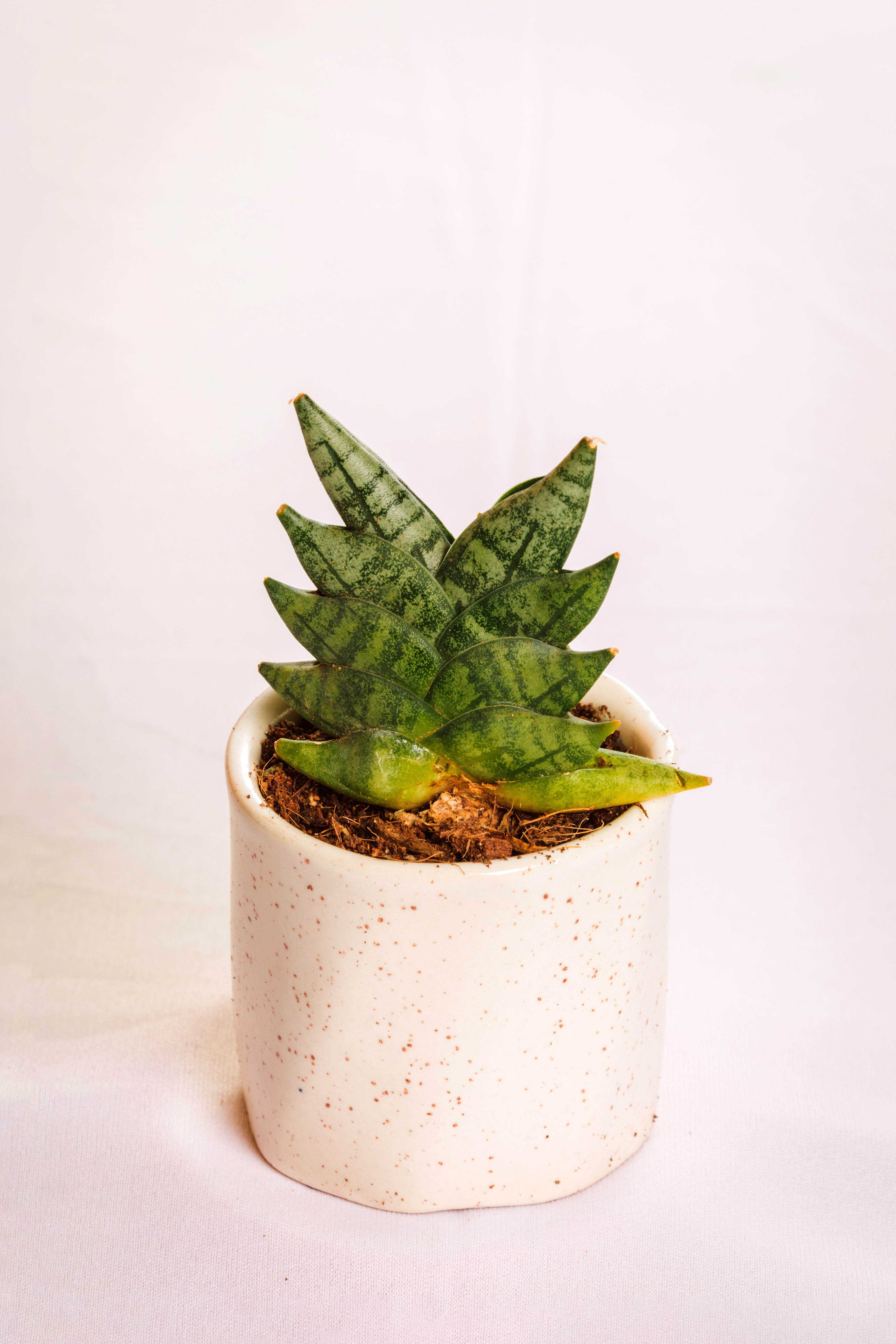Sanseveria Mini Boncel