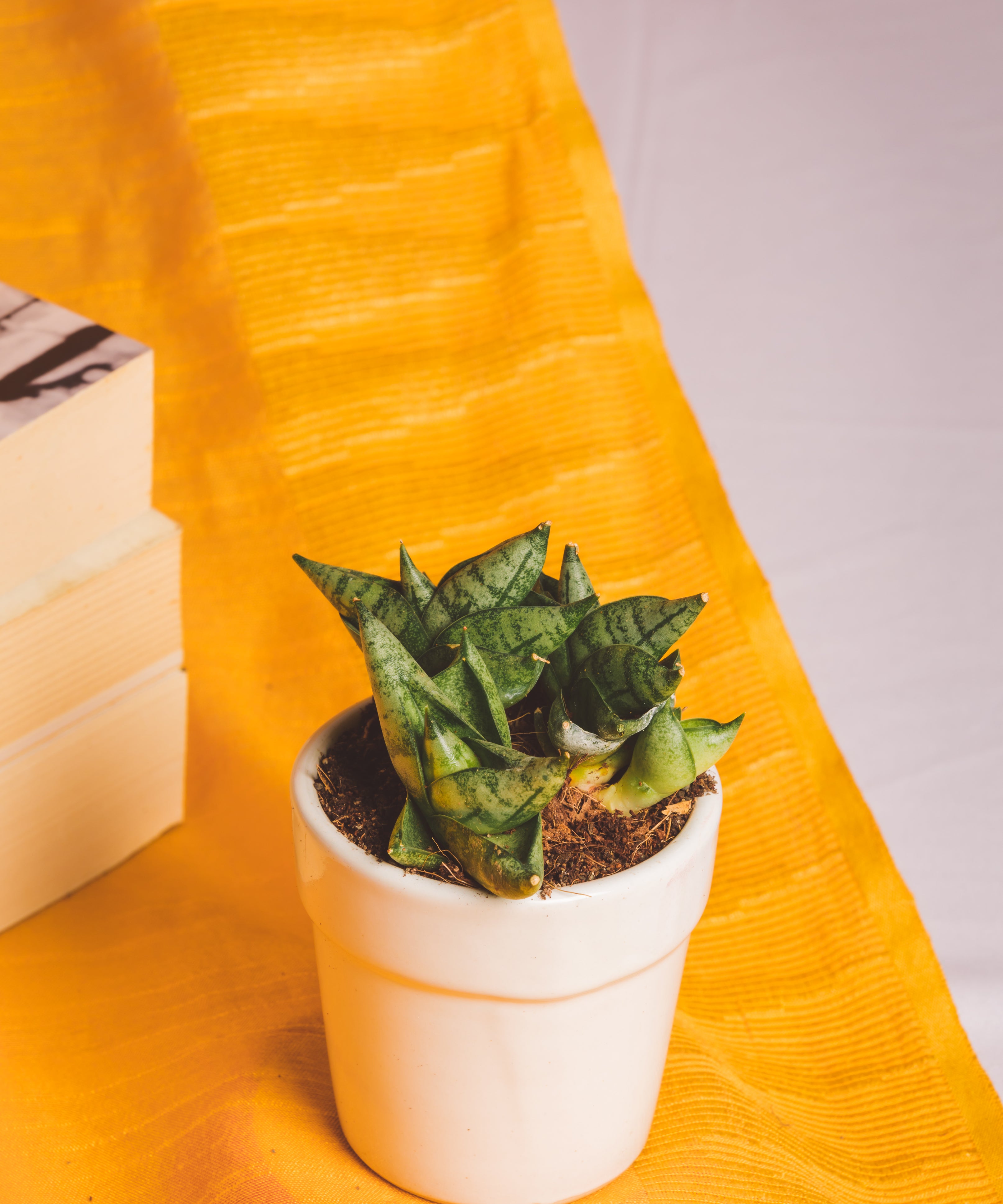 Sanseveria Mini Boncel