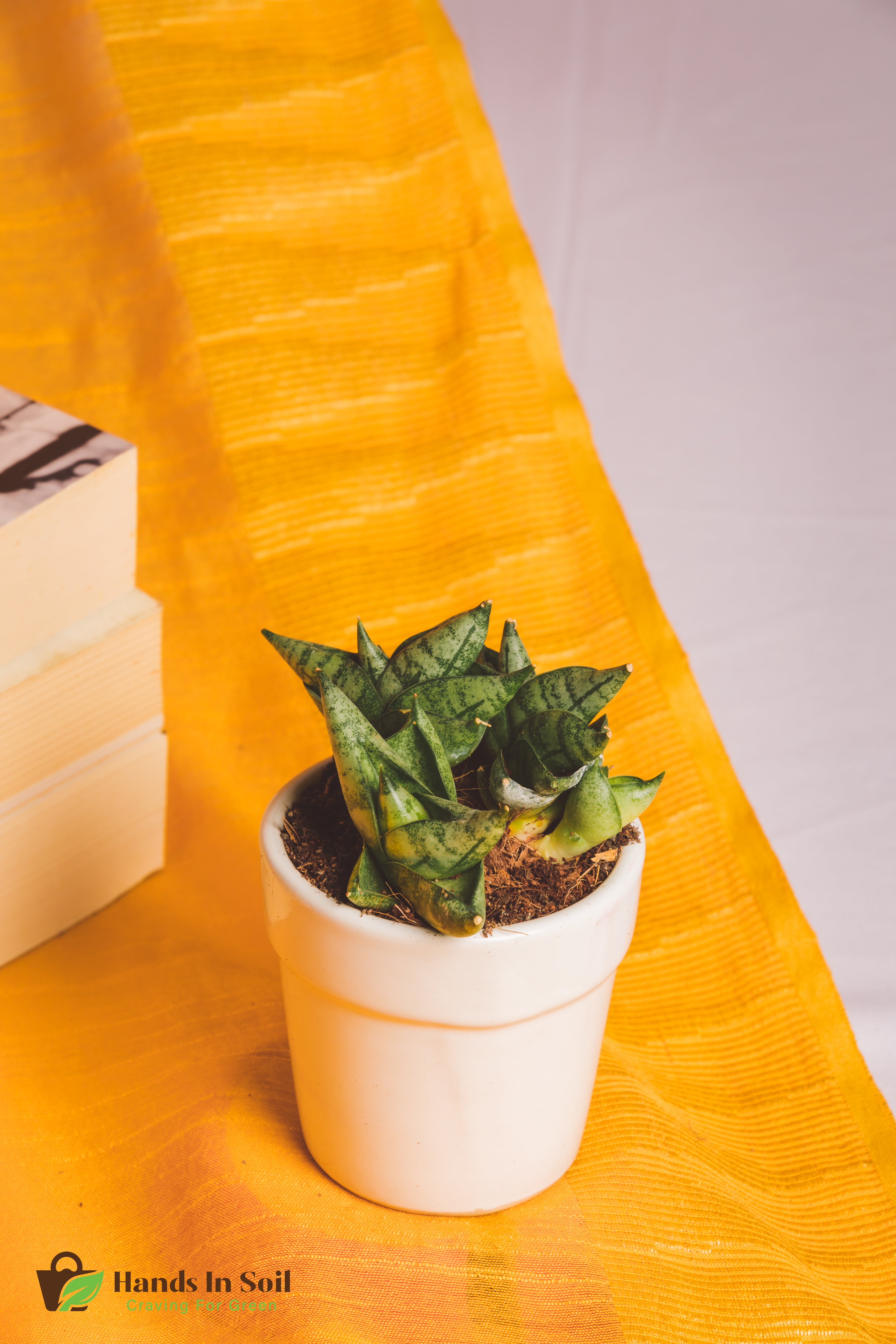 Sanseveria Mini Boncel