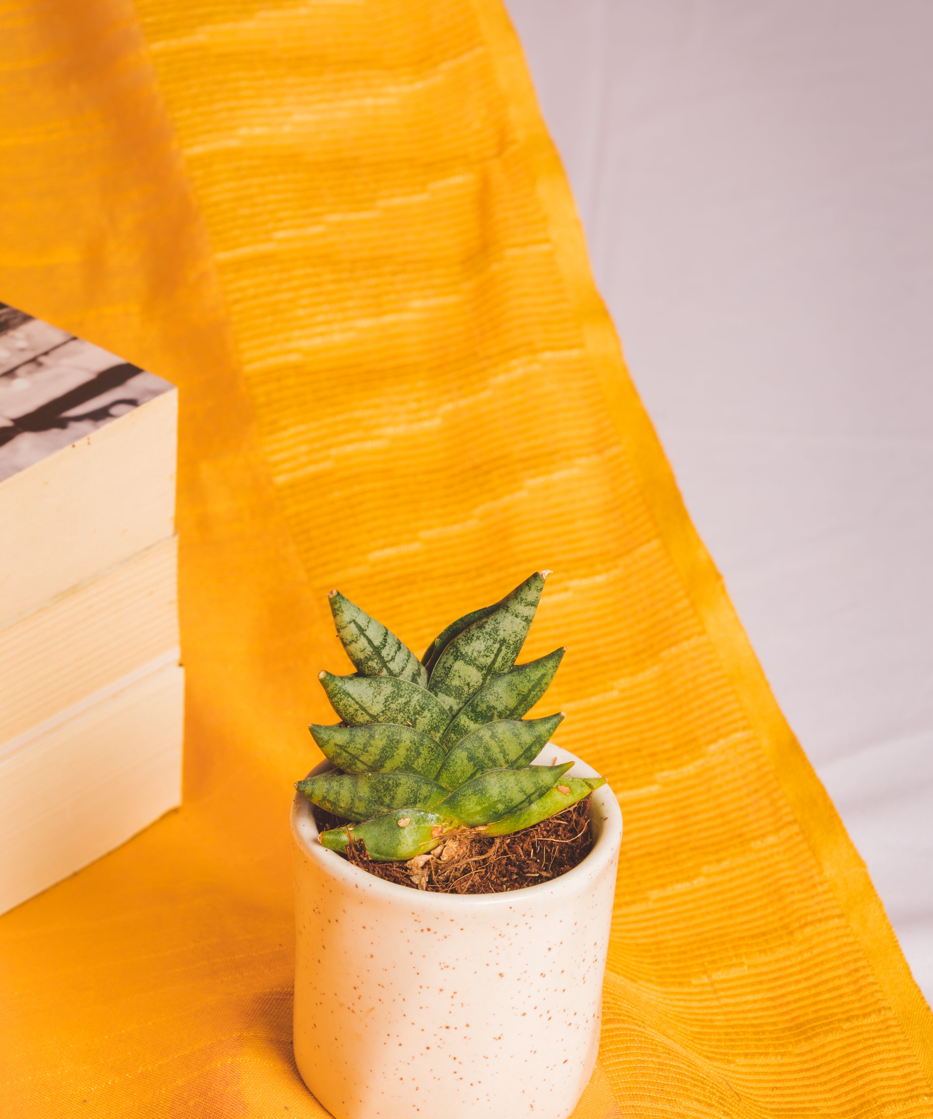 Sanseveria Mini Boncel