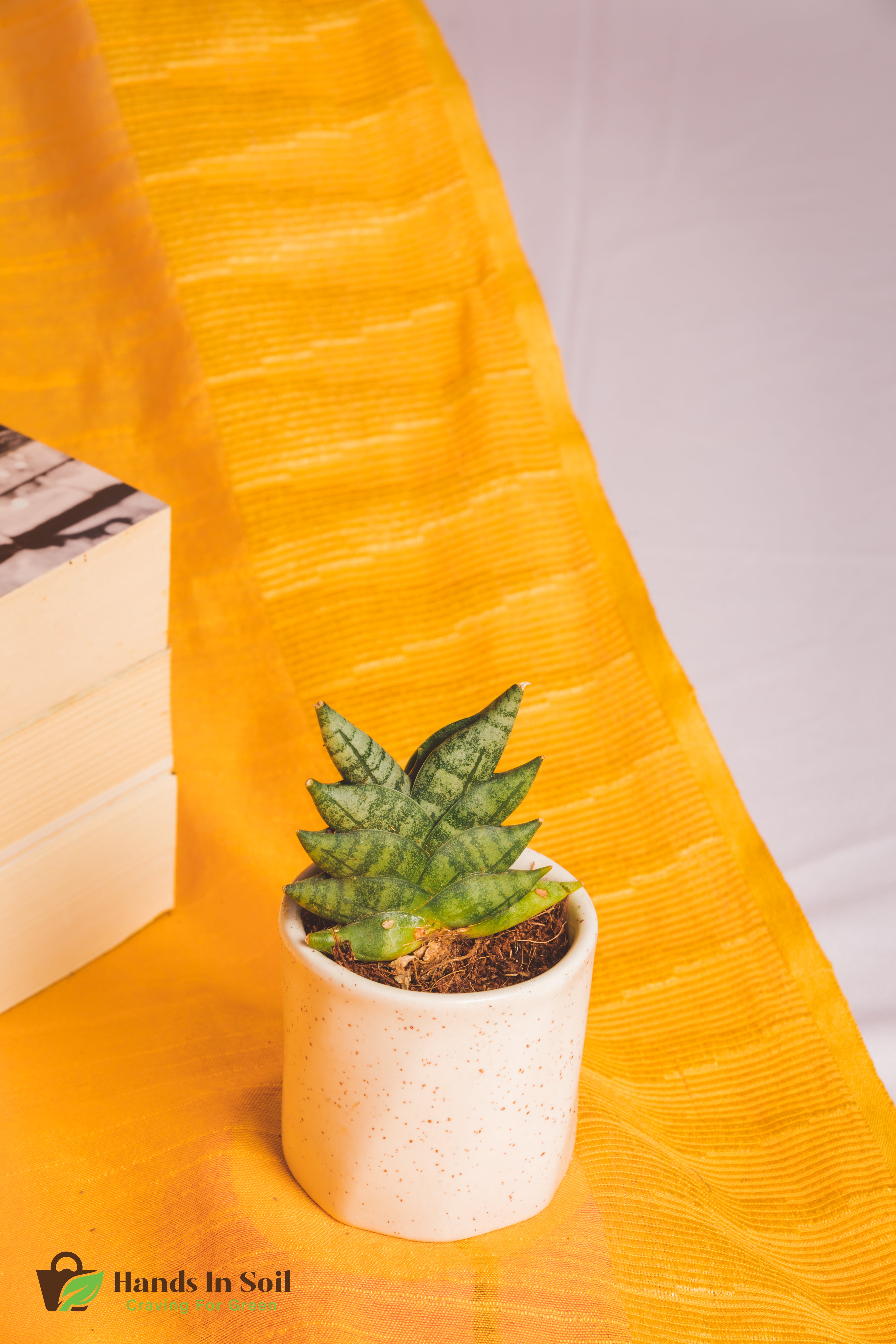 Sanseveria Mini Boncel