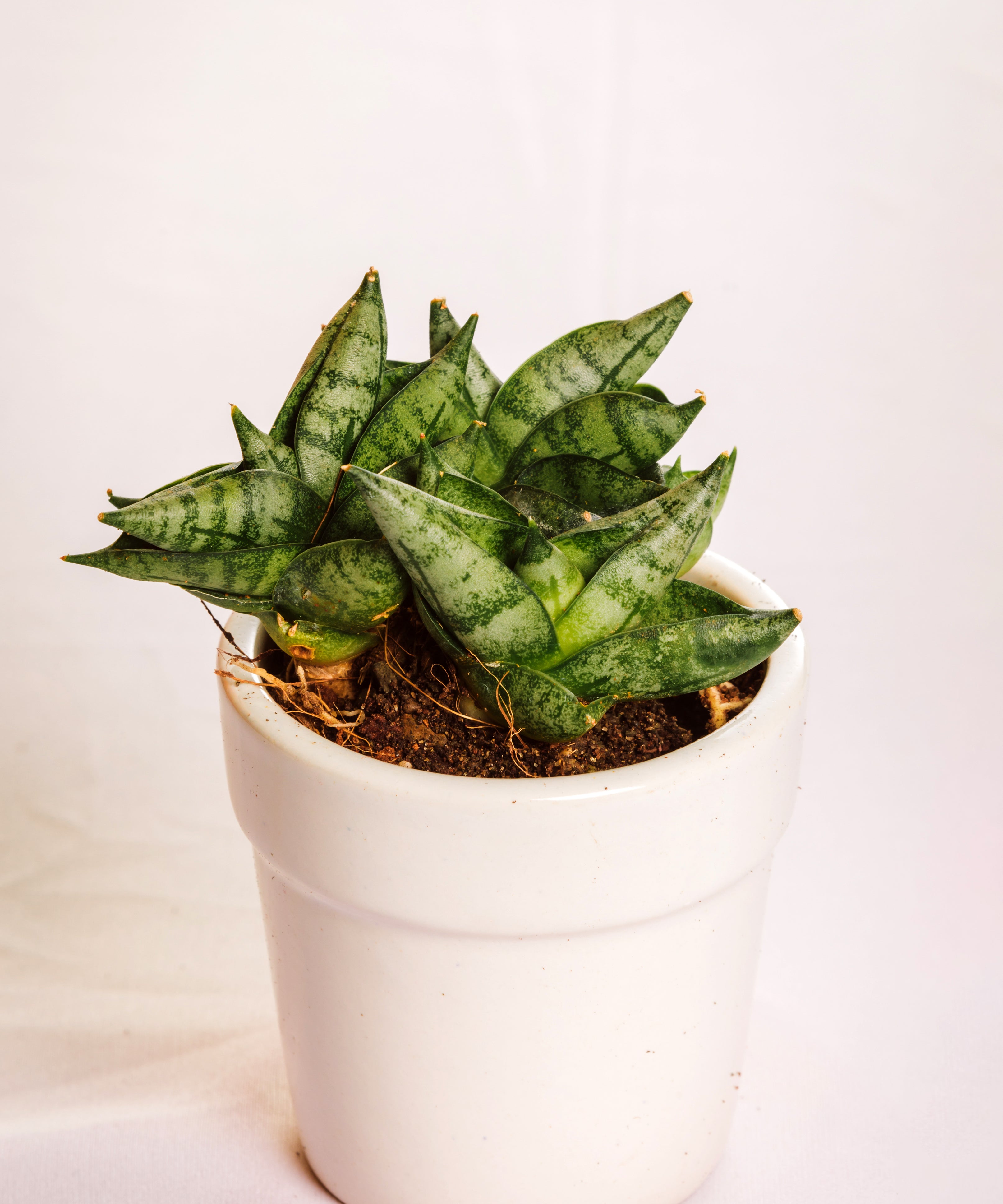 Sanseveria Mini Boncel