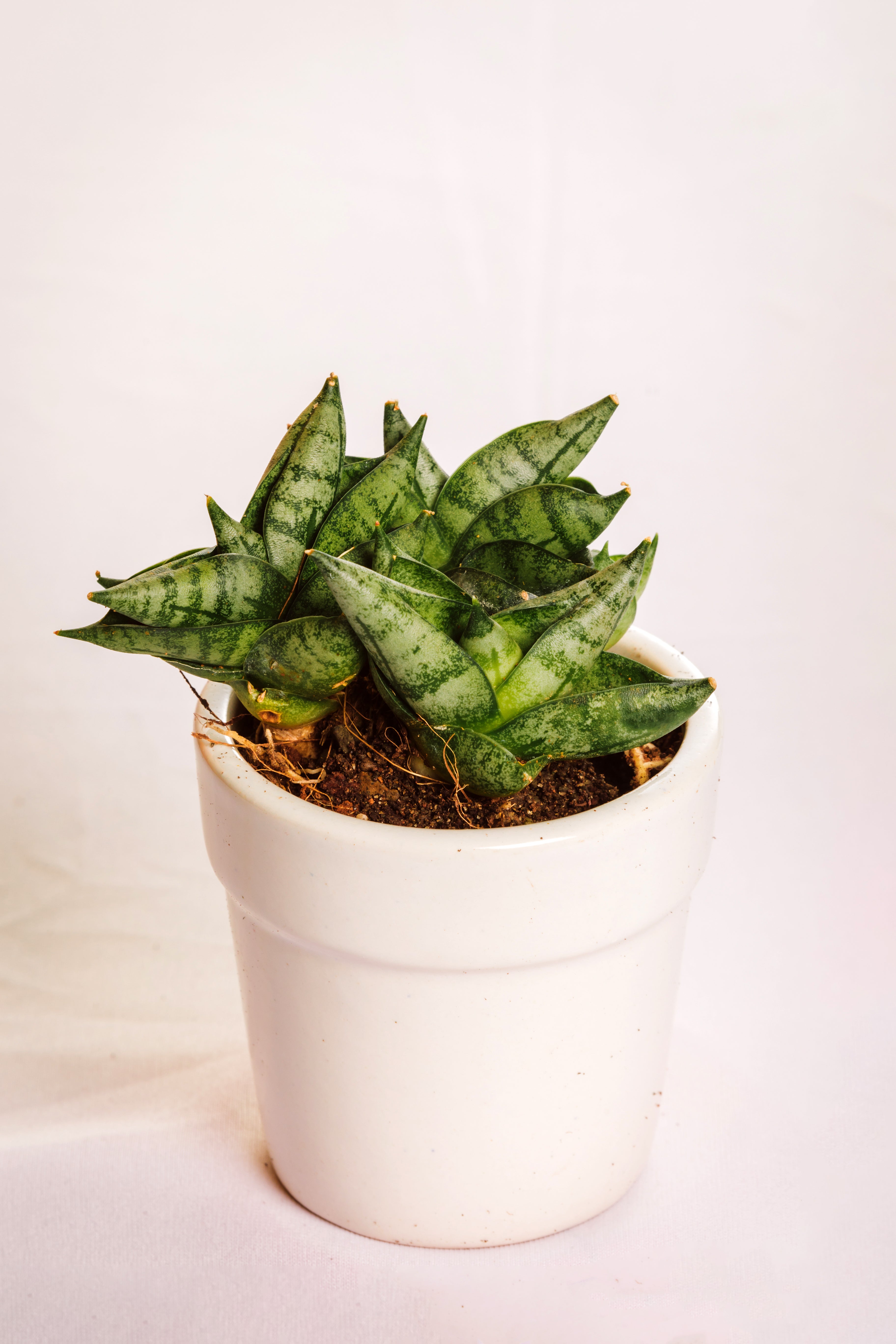 Sanseveria Mini Boncel