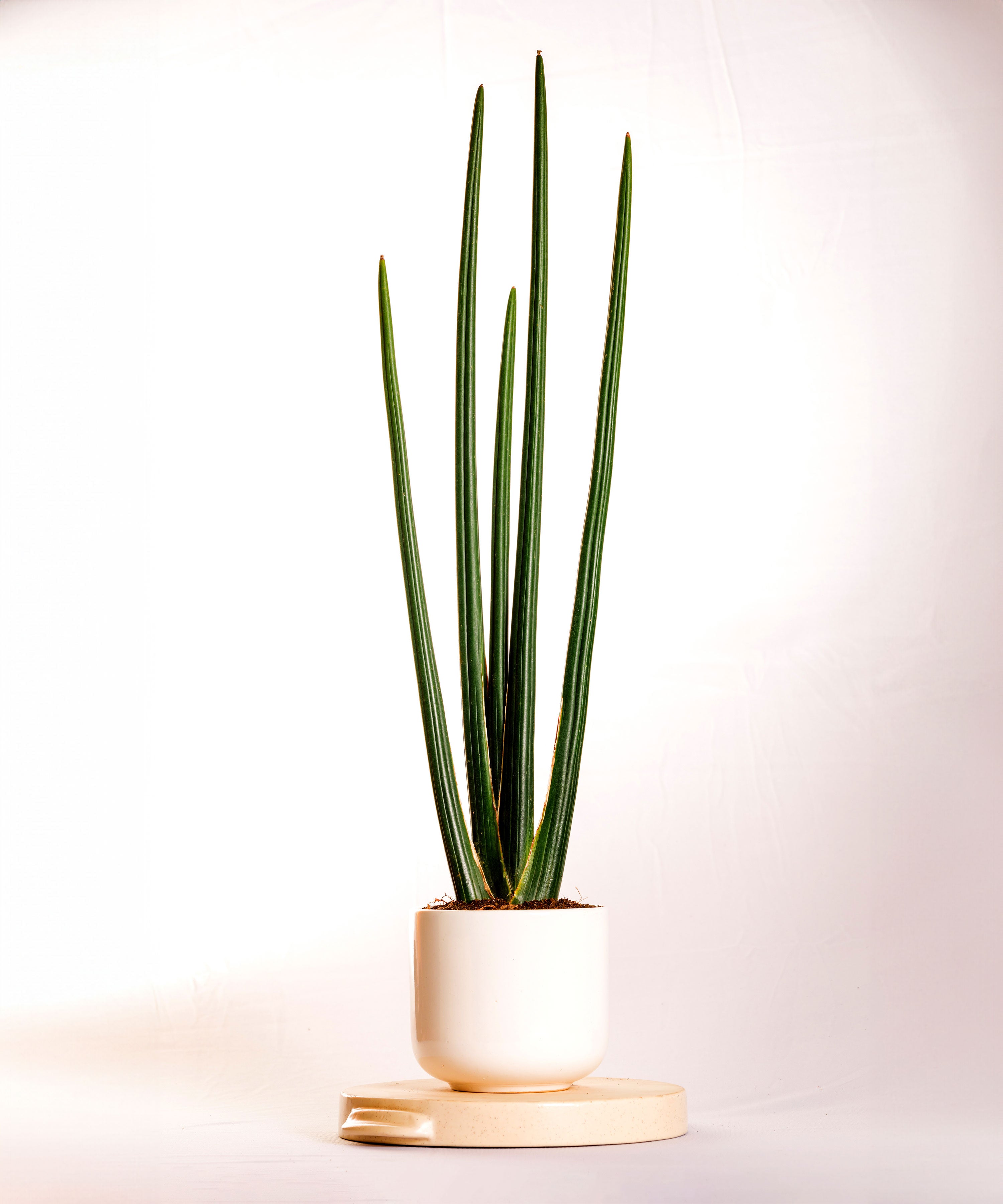 Sanseveria Pencil