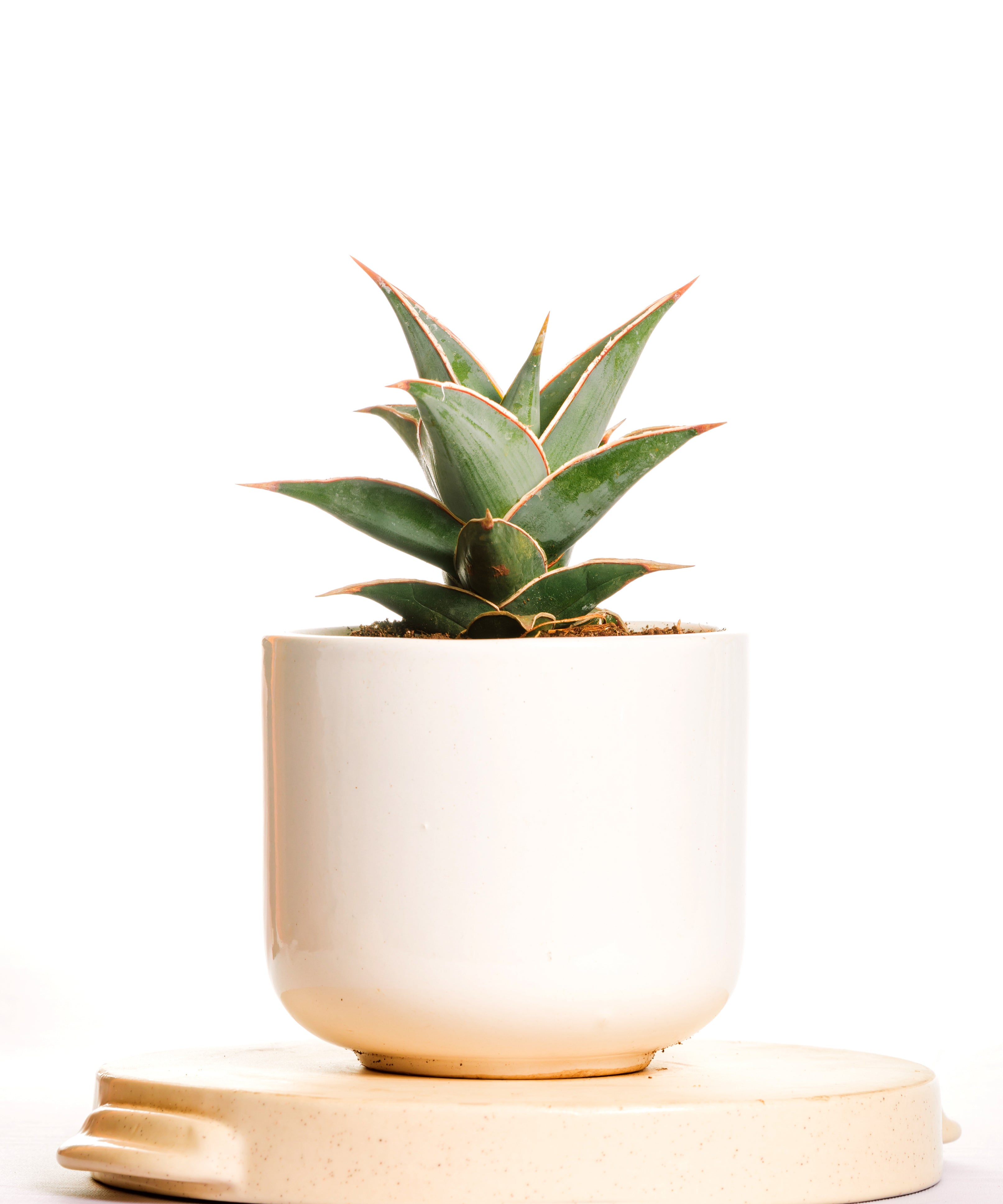 Sanseveria Pingicuila
