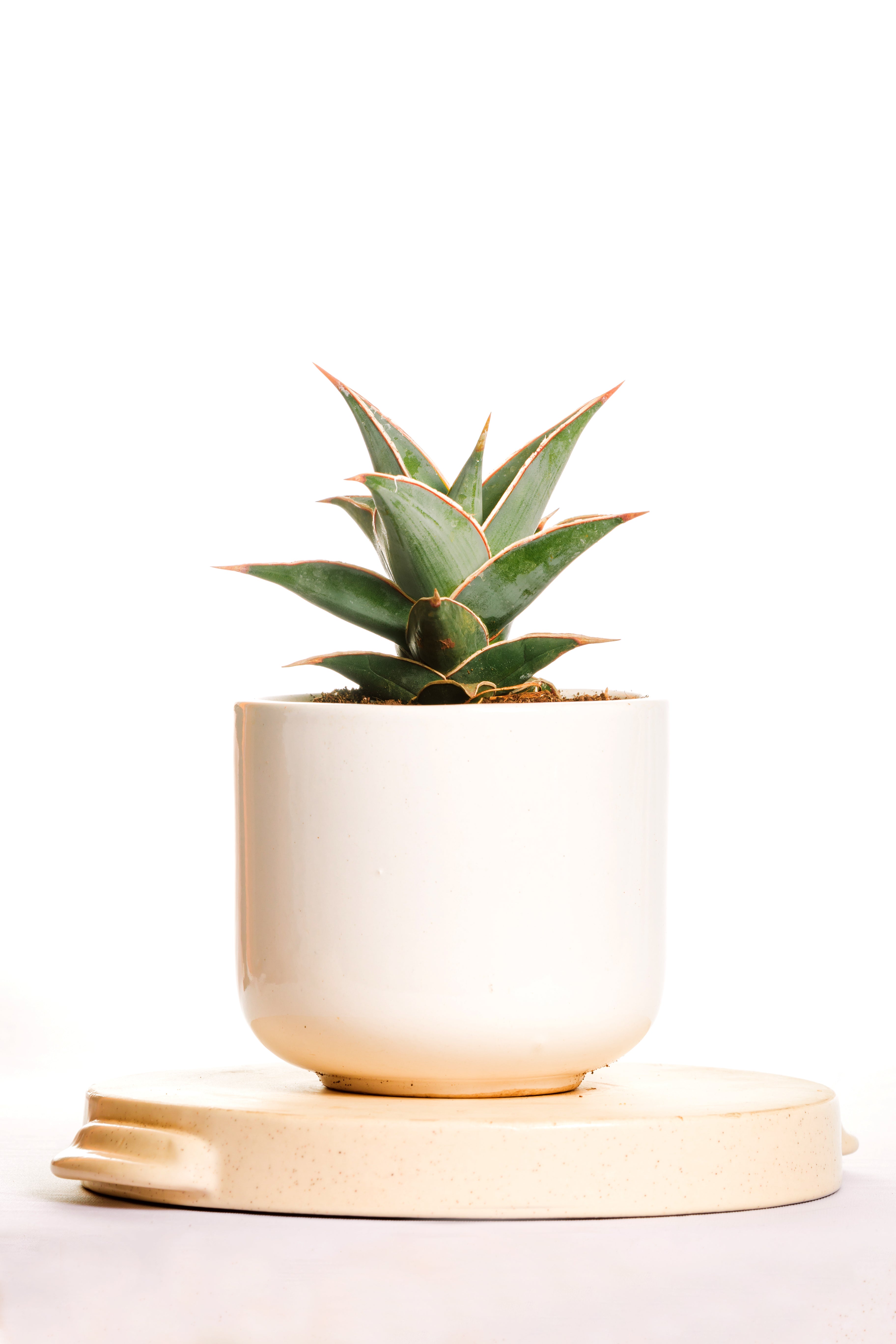 Sanseveria Pingicuila