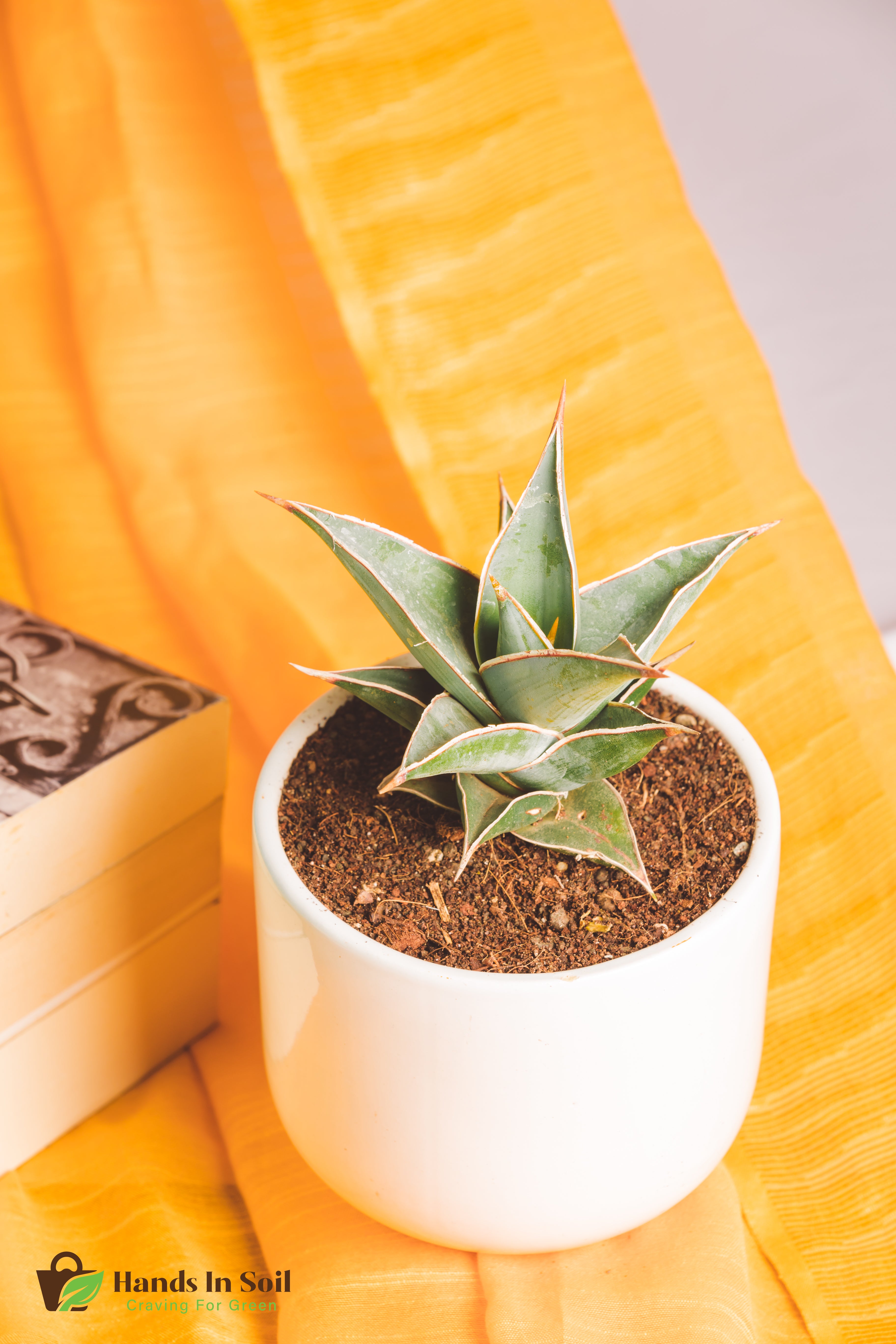 Sanseveria Pingicuila