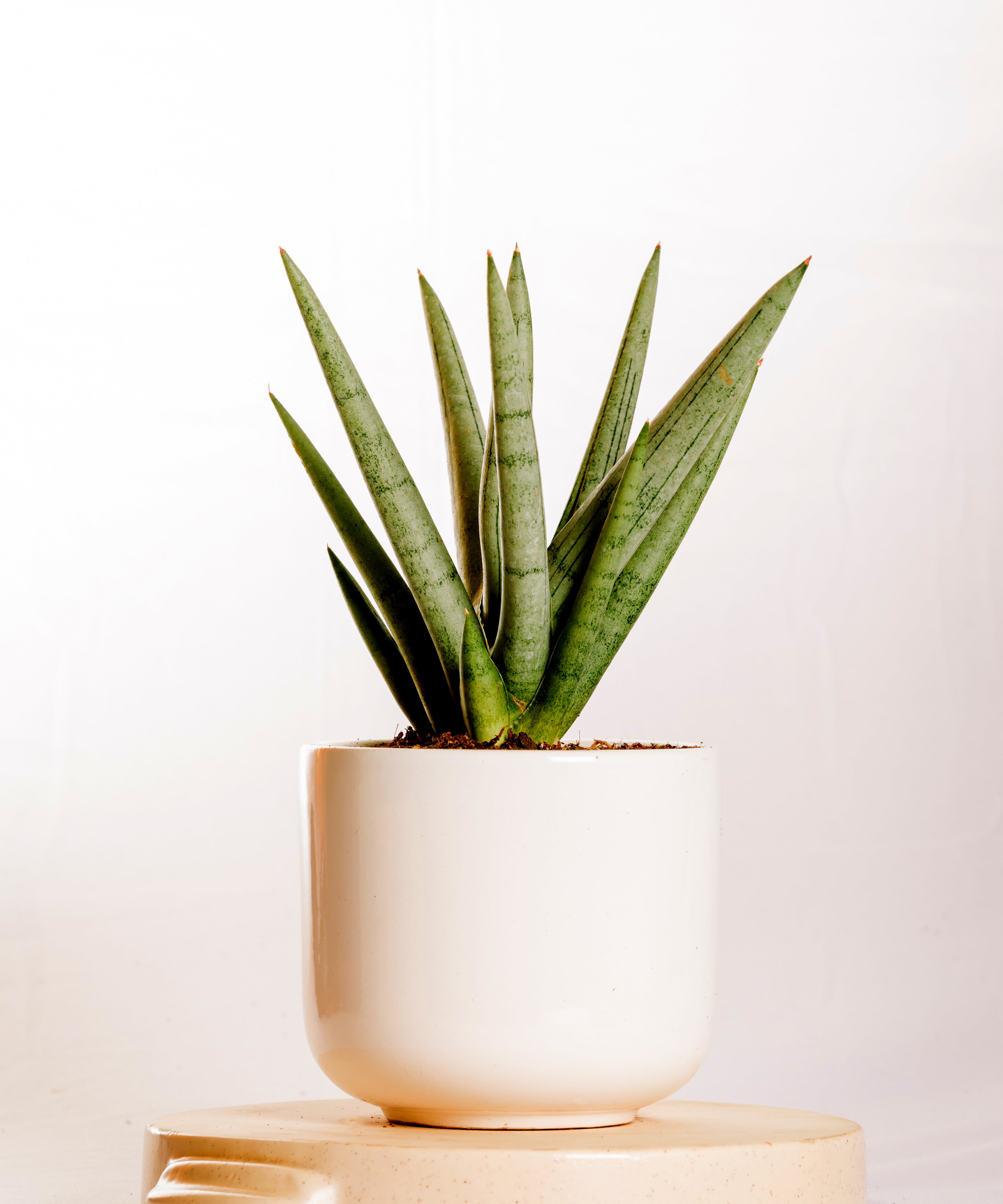 Sanseveria Silver Crown