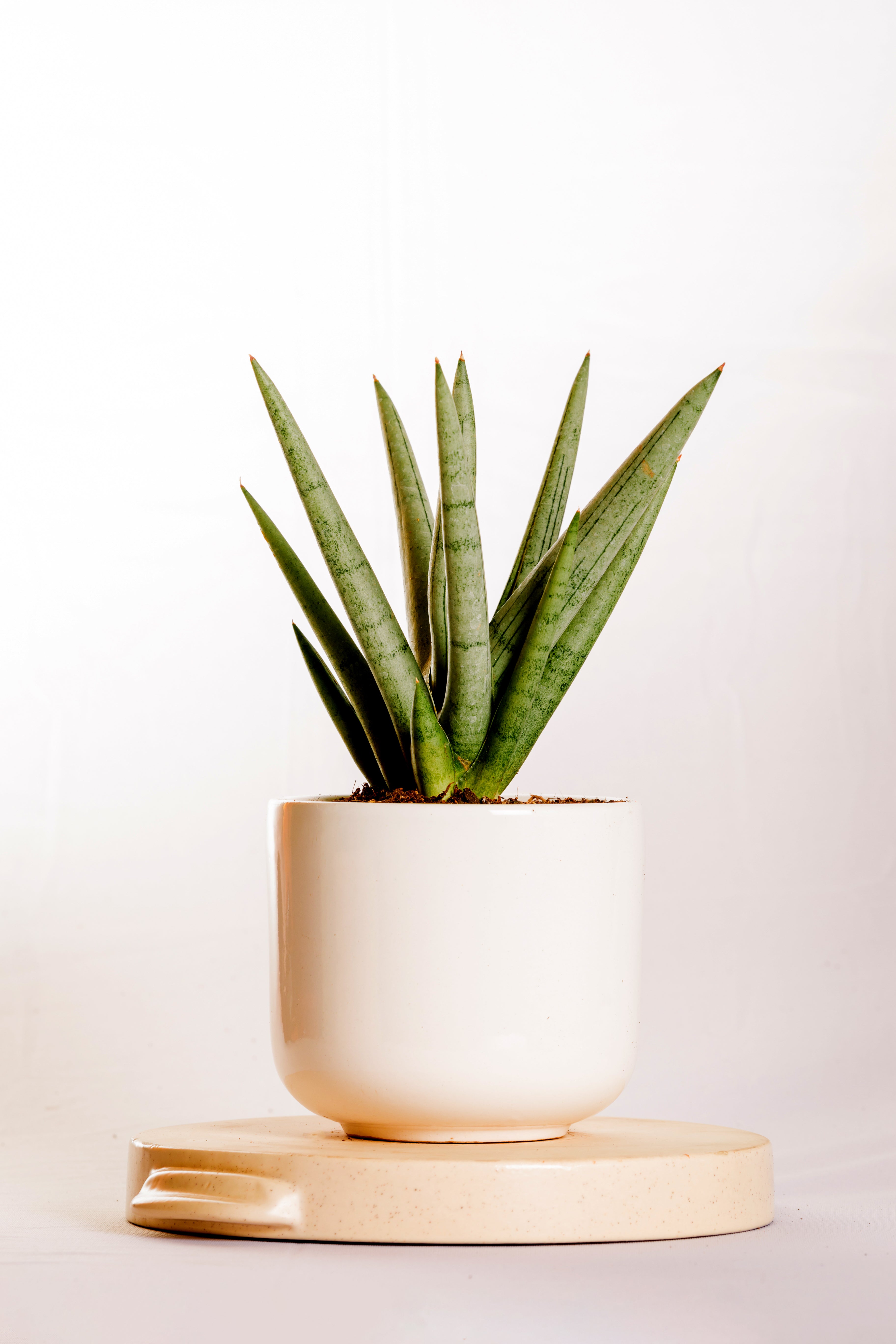Sanseveria Silver Crown