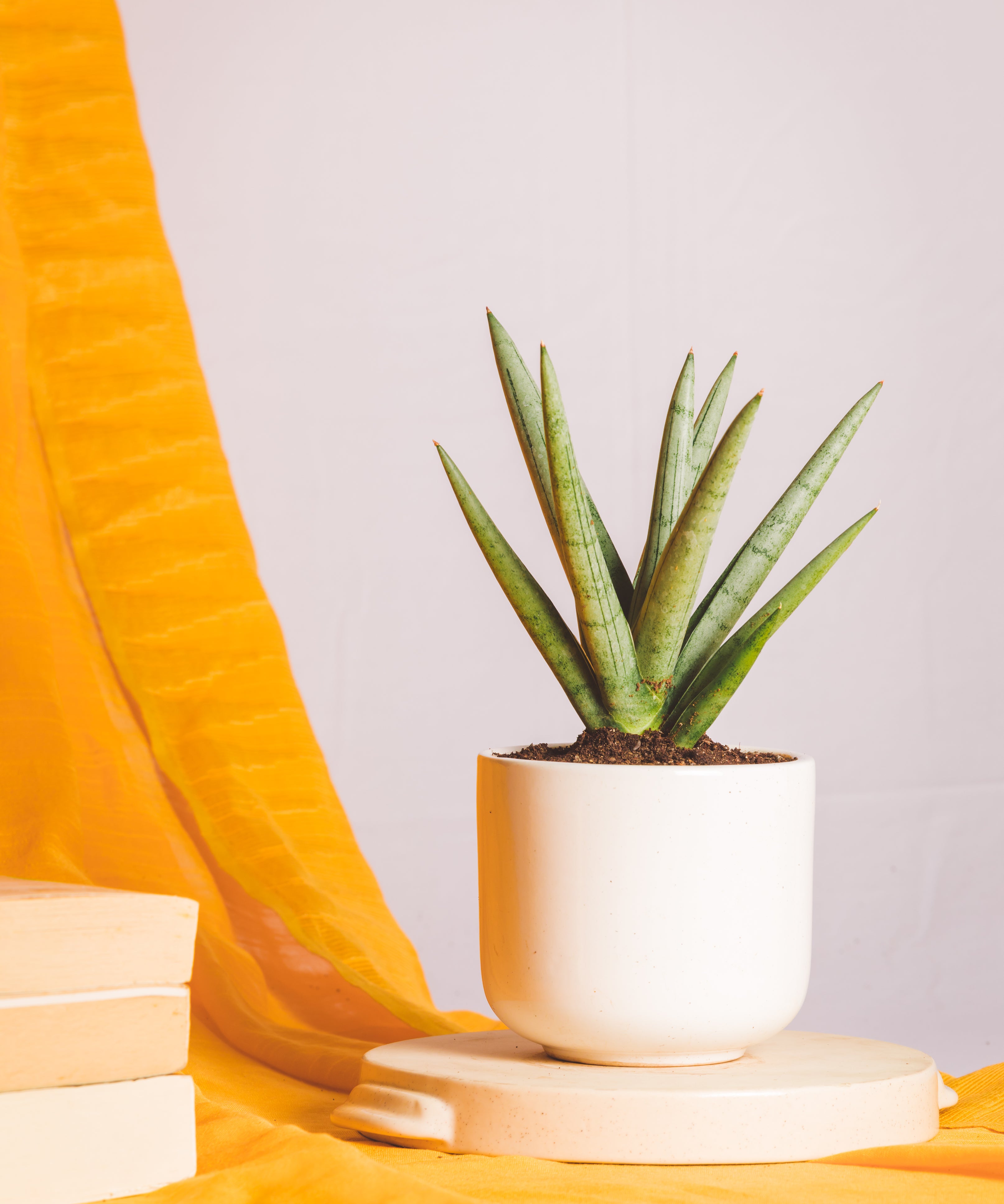Sanseveria Silver Crown
