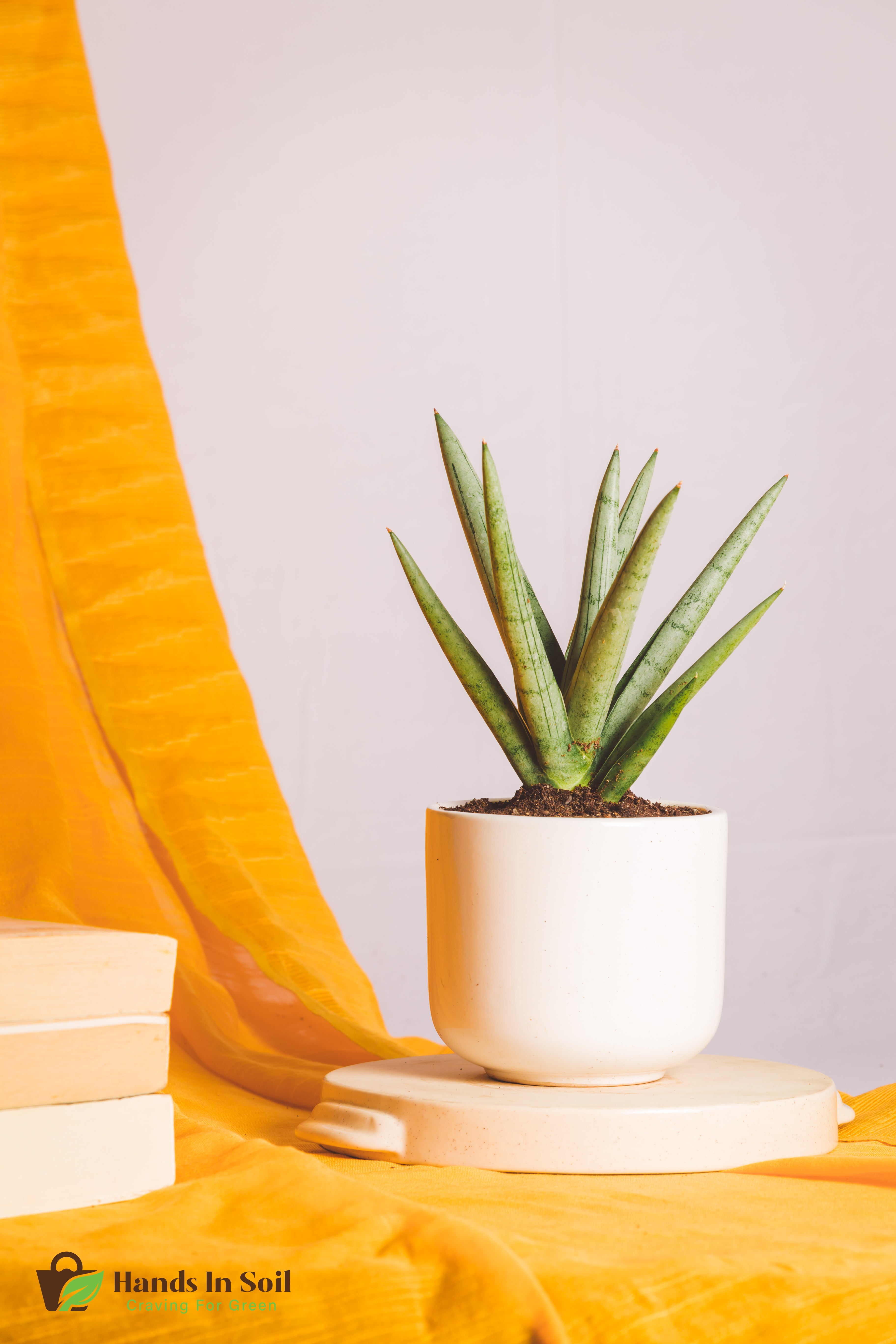 Sanseveria Silver Crown
