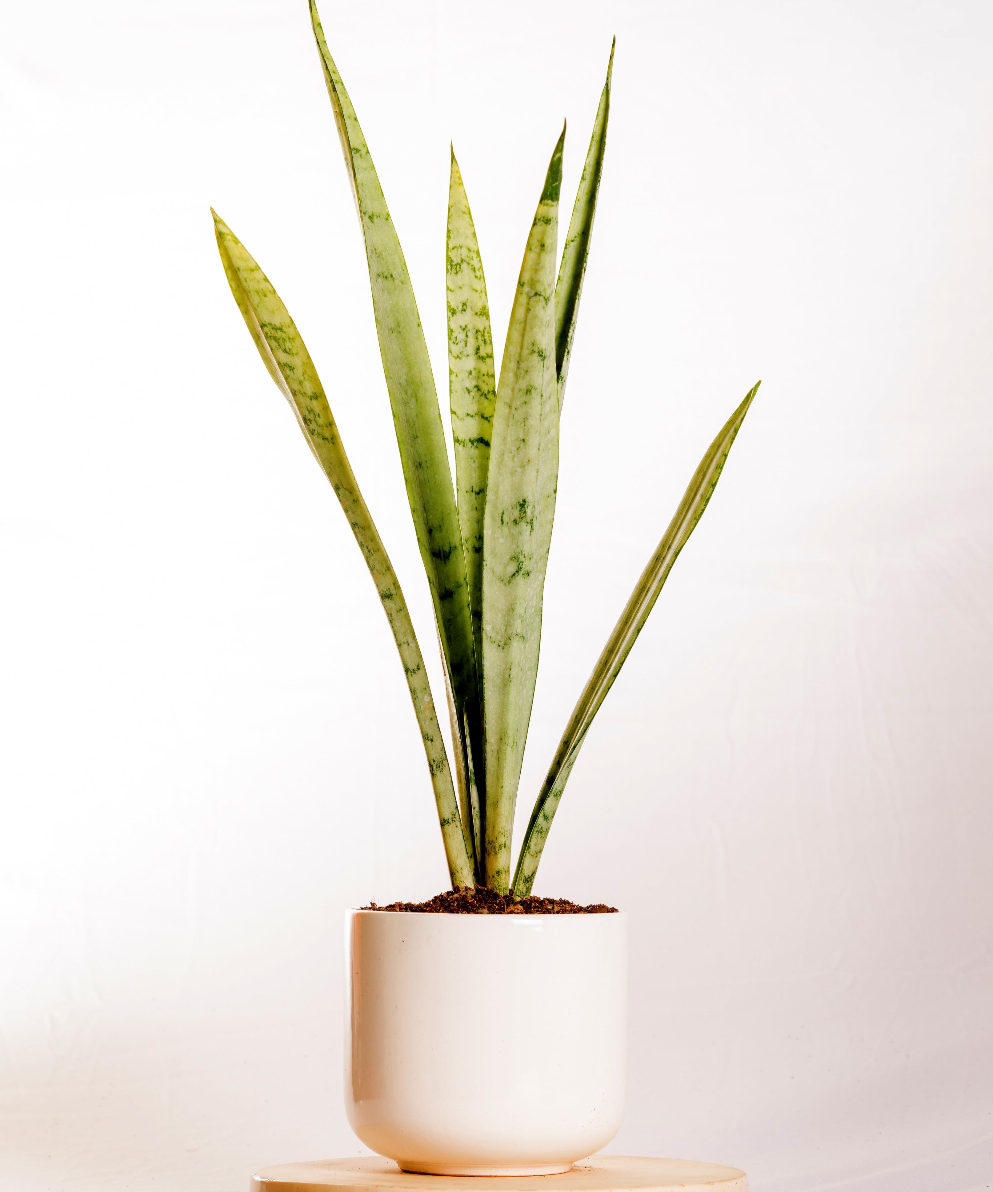 Sanseveria Silver Princess
