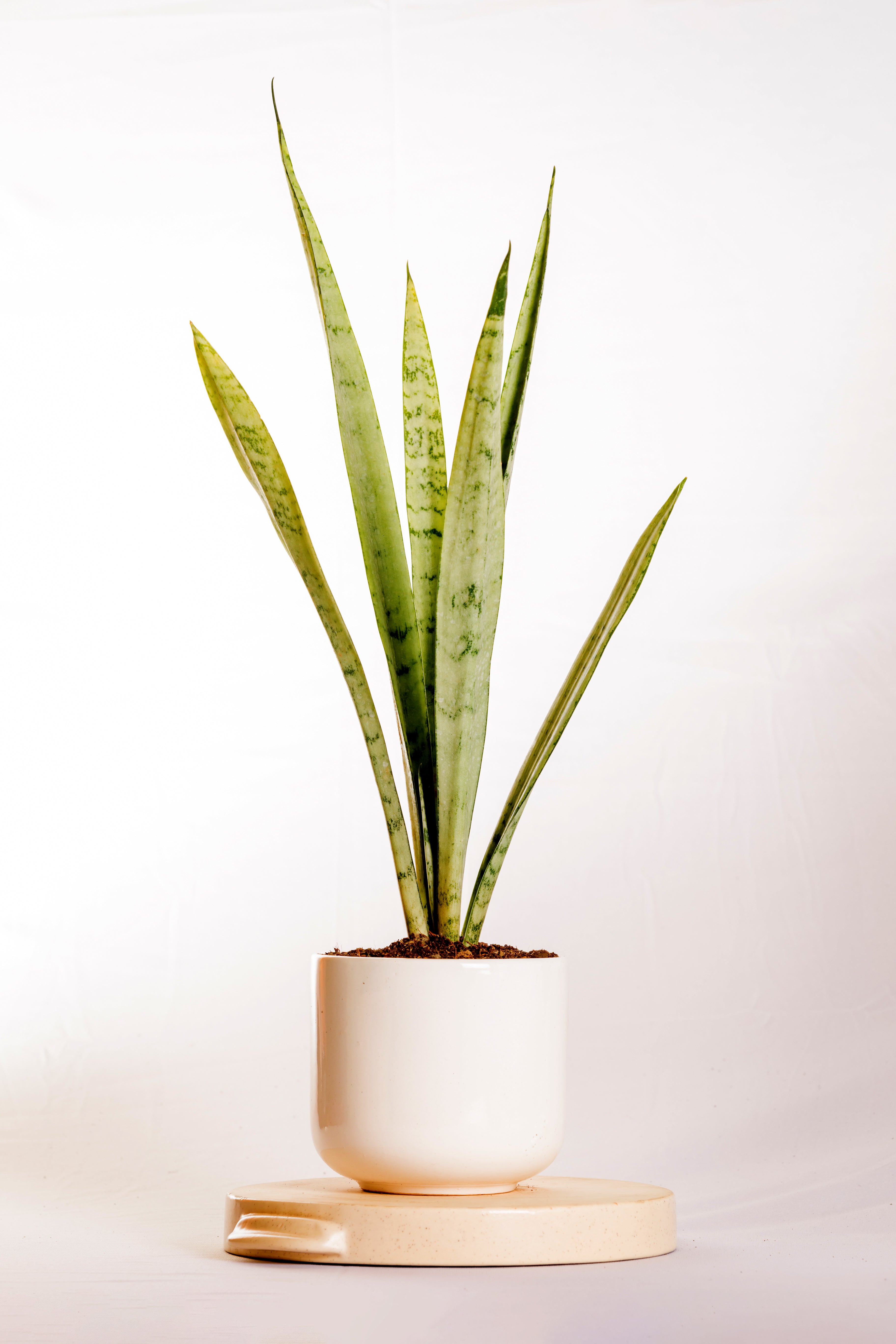 Sanseveria Silver Princess

