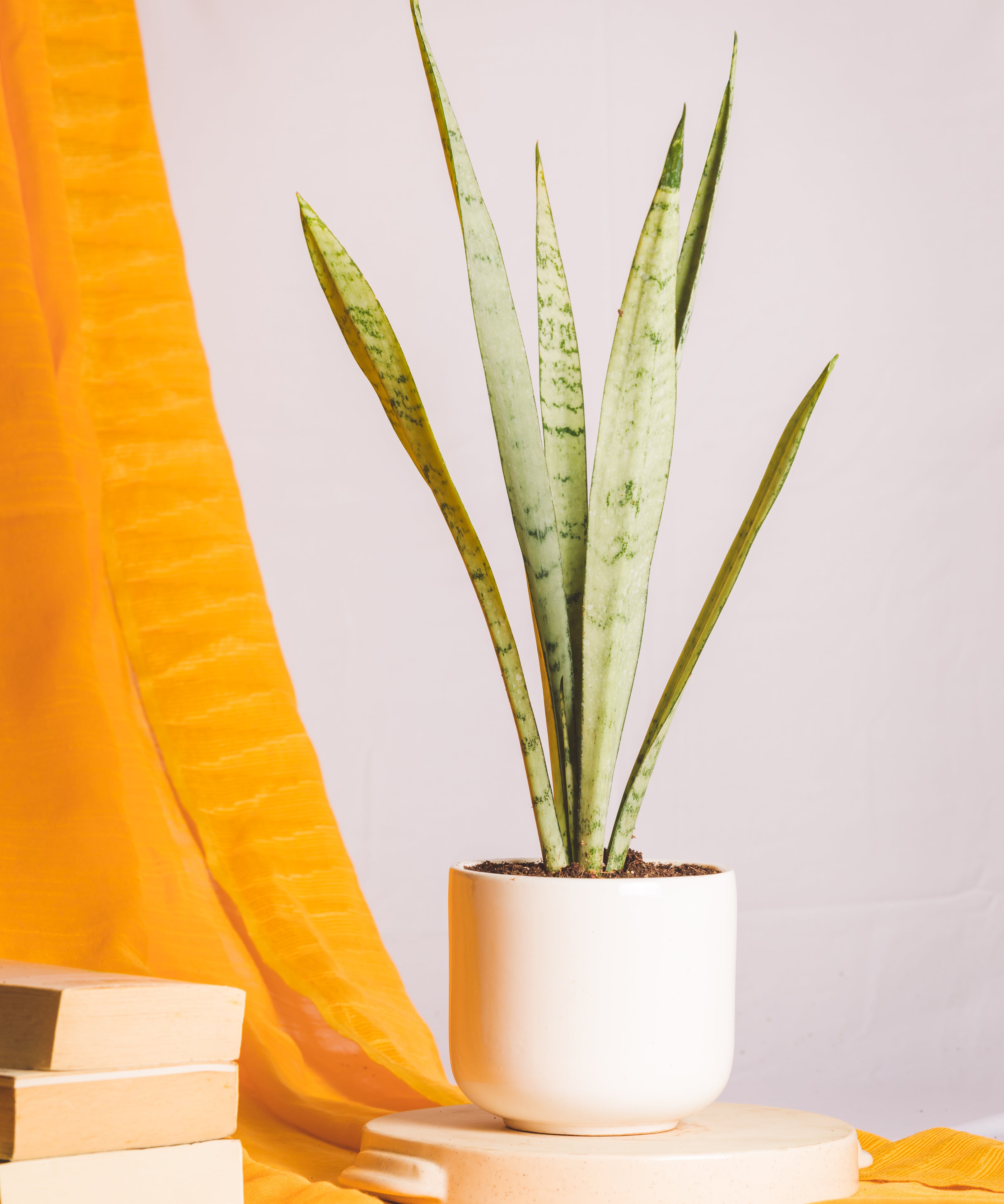Sanseveria Silver Princess
