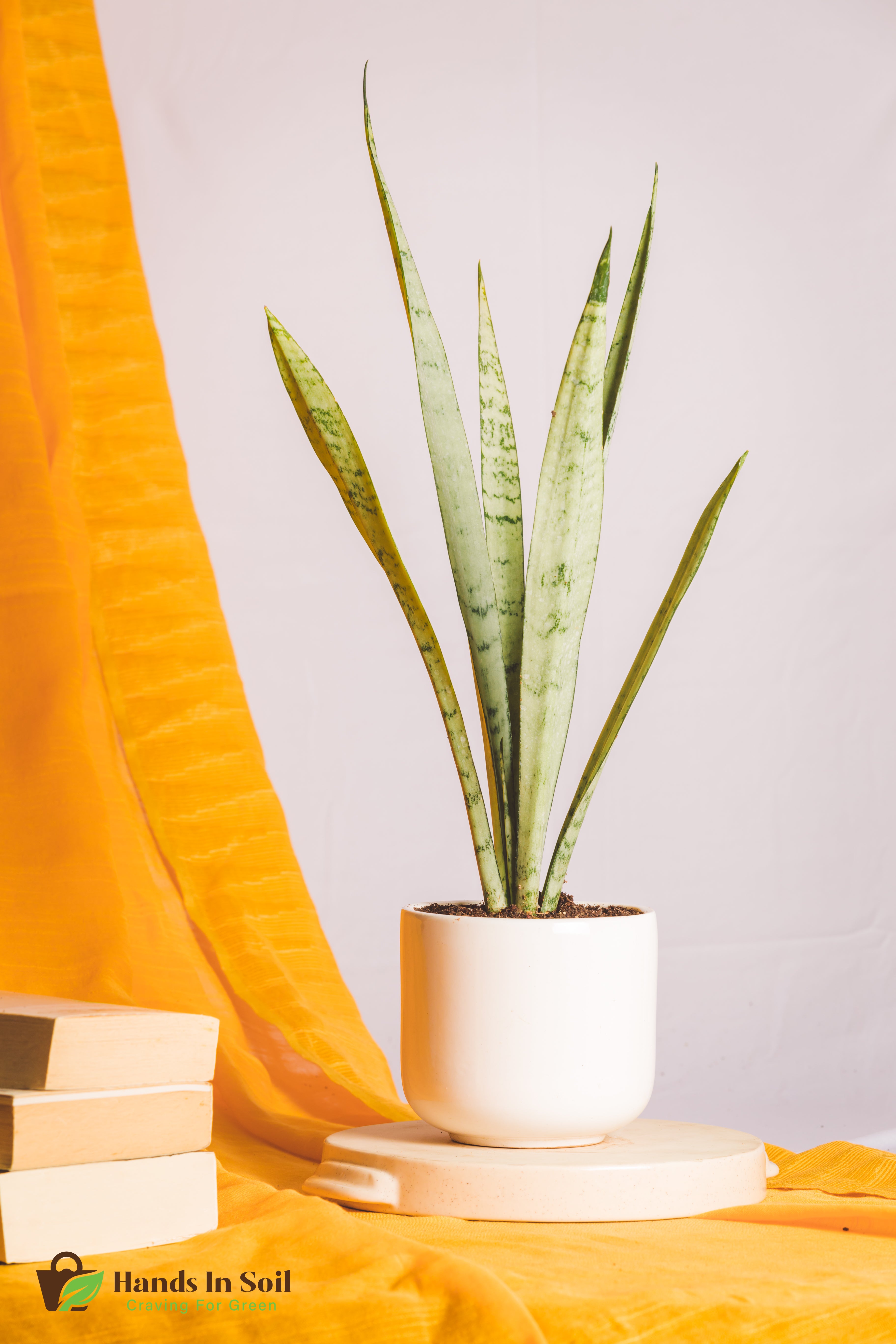 Sanseveria Silver Princess
