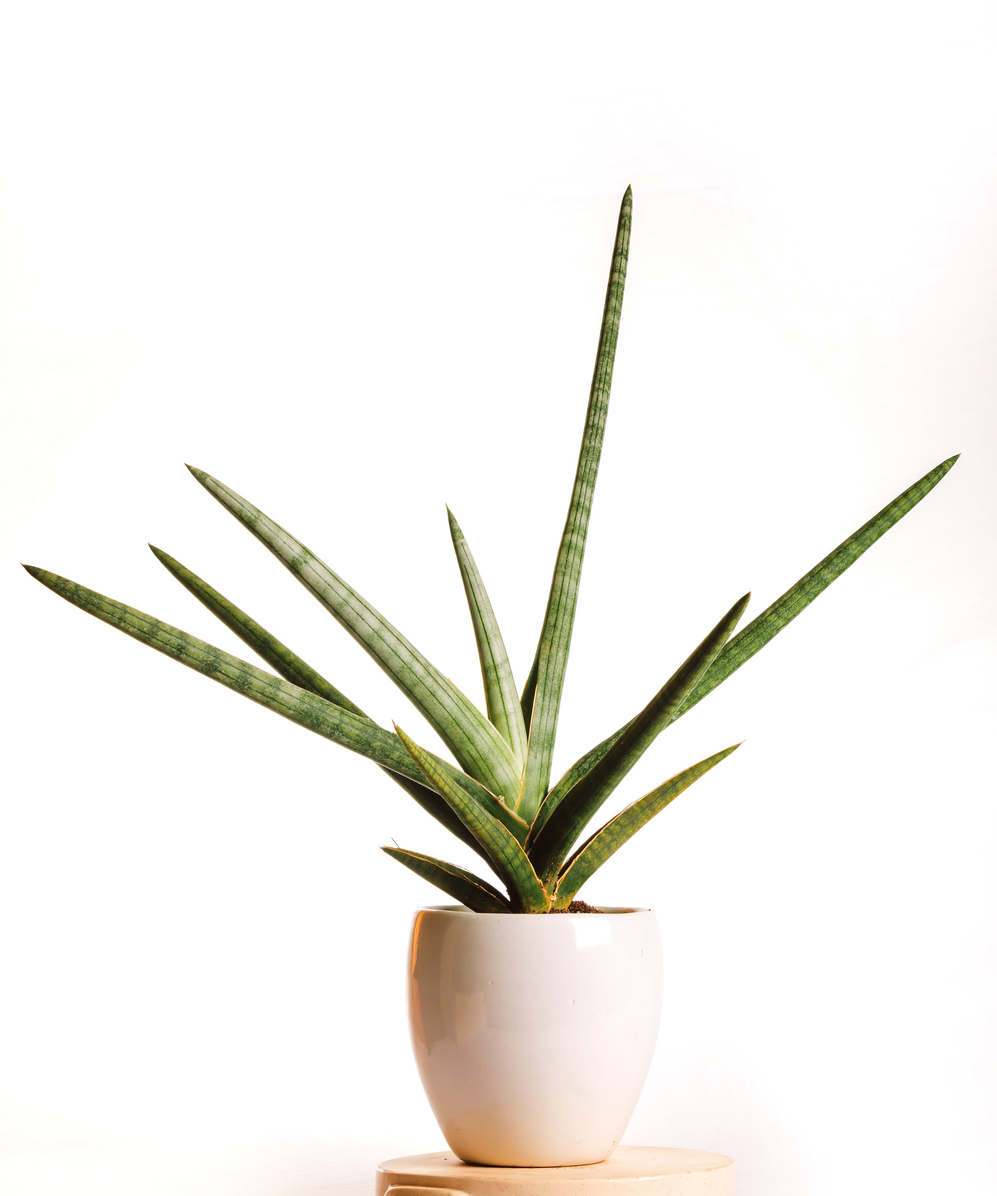 Sanseveria Suffruticosa Frosty Spear