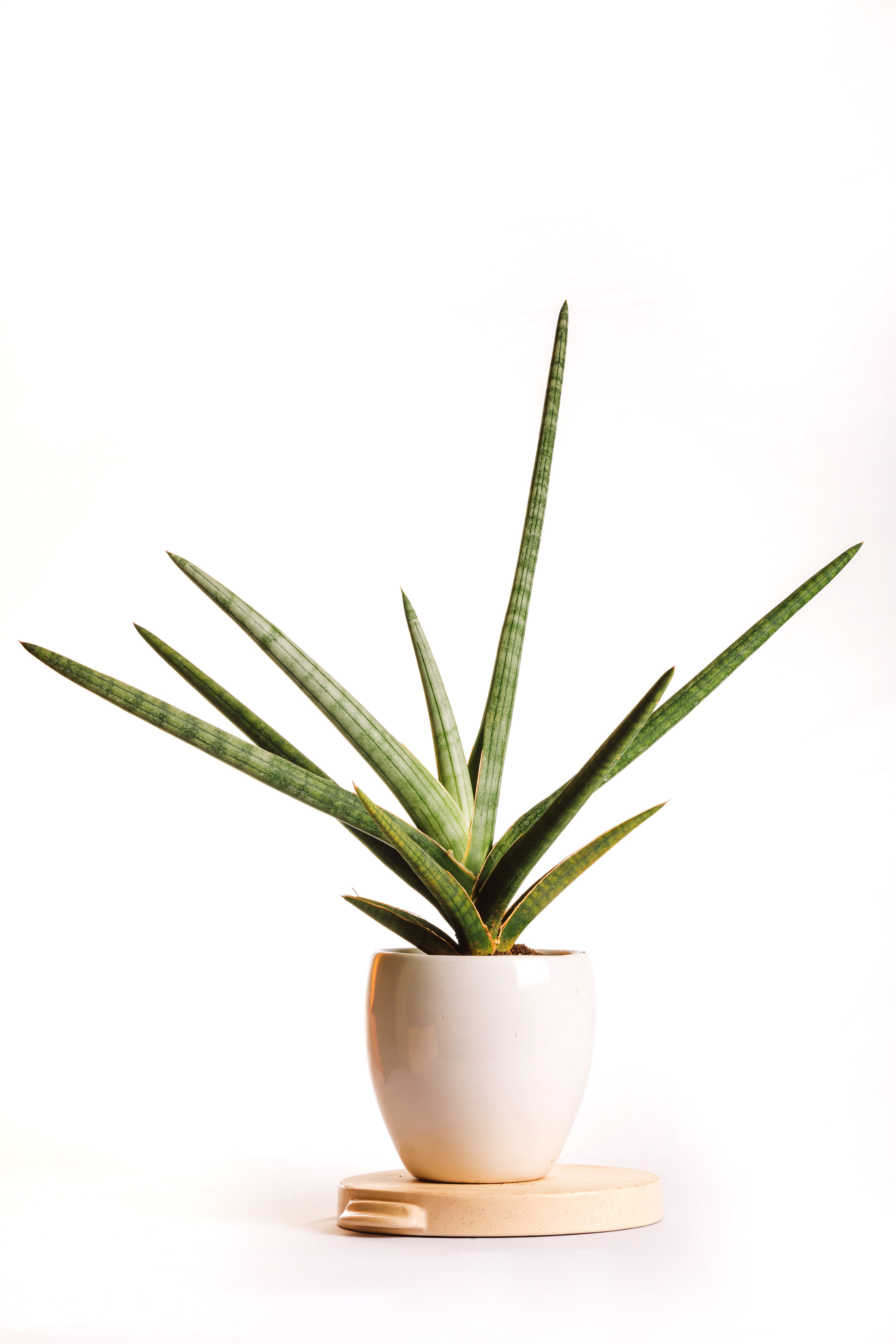 Sanseveria Suffruticosa Frosty Spear
