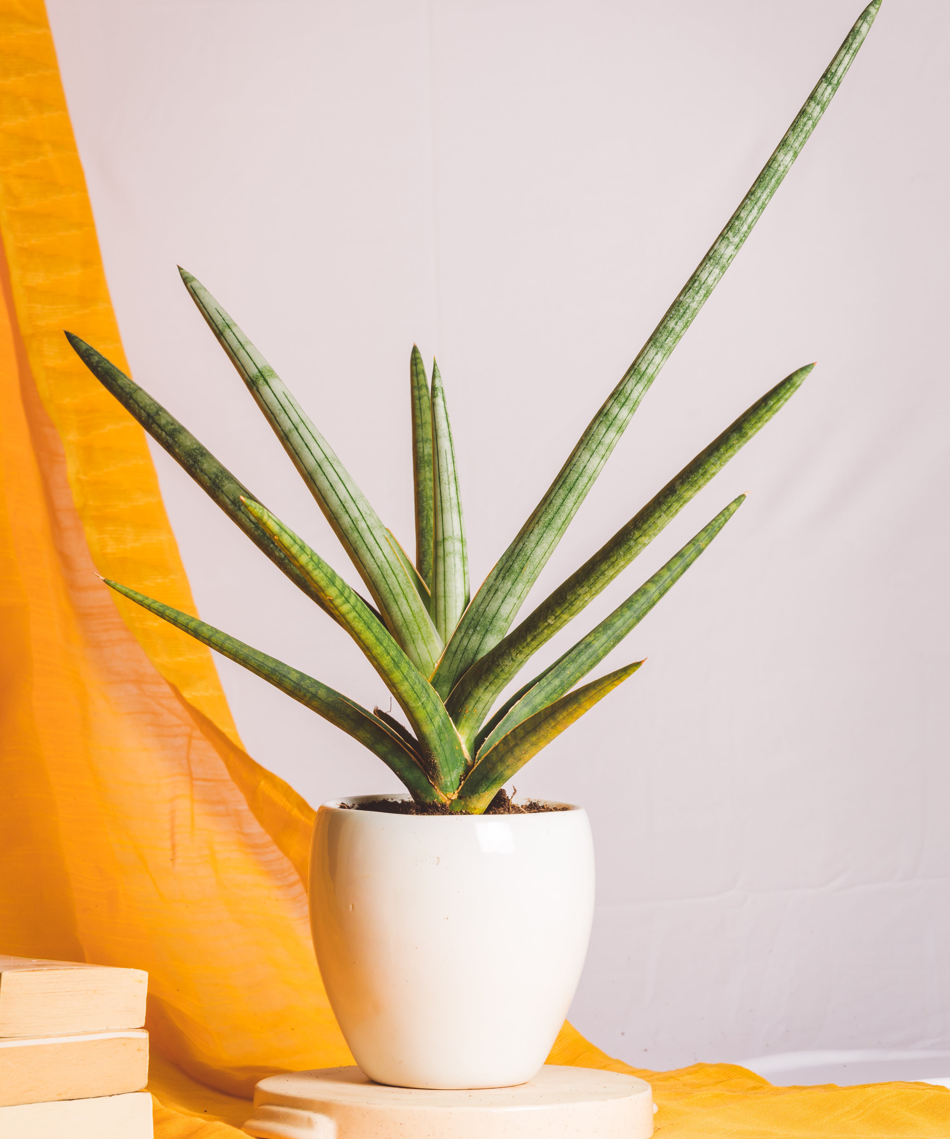 Sanseveria Suffruticosa Frosty Spear