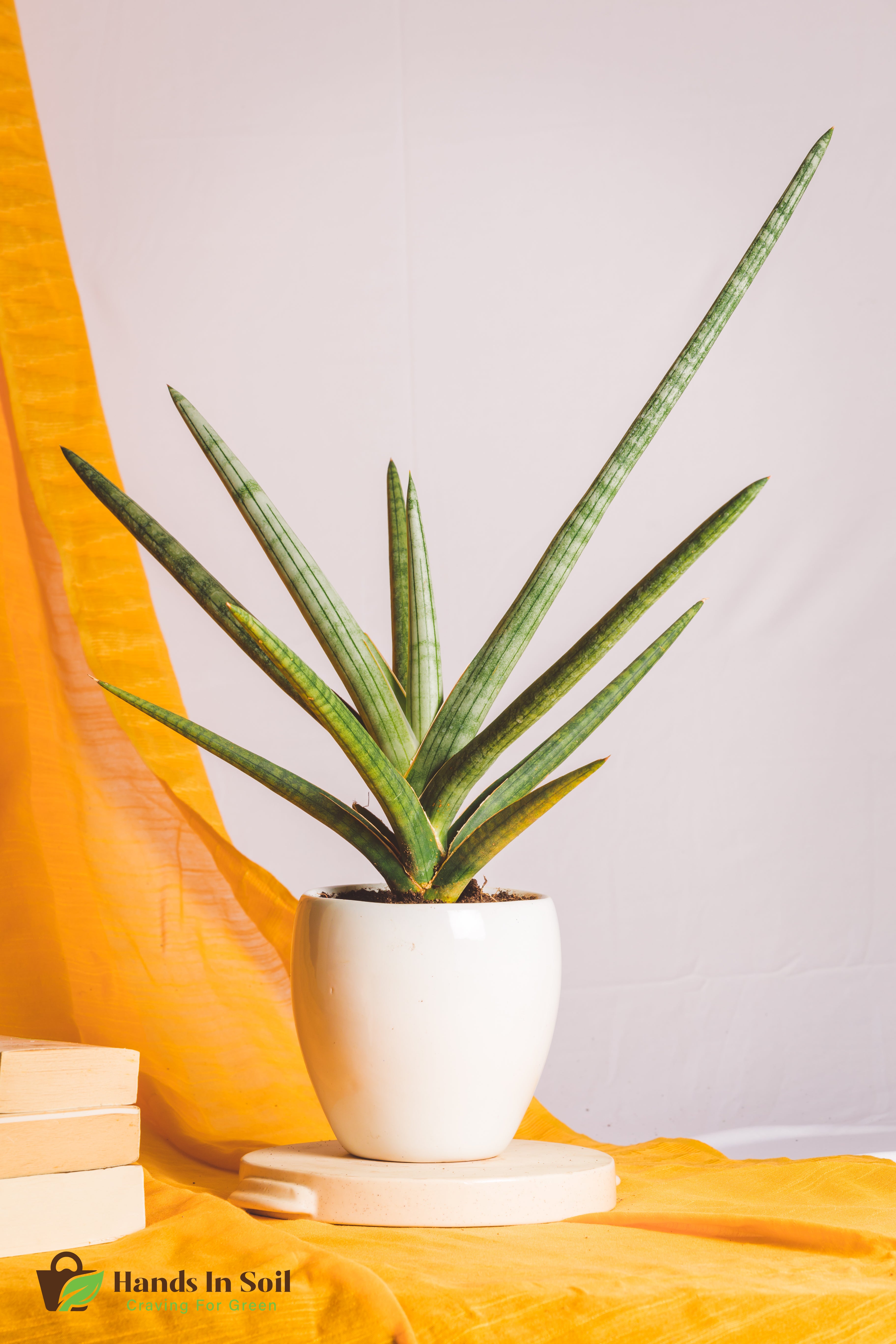 Sanseveria Suffruticosa Frosty Spear
