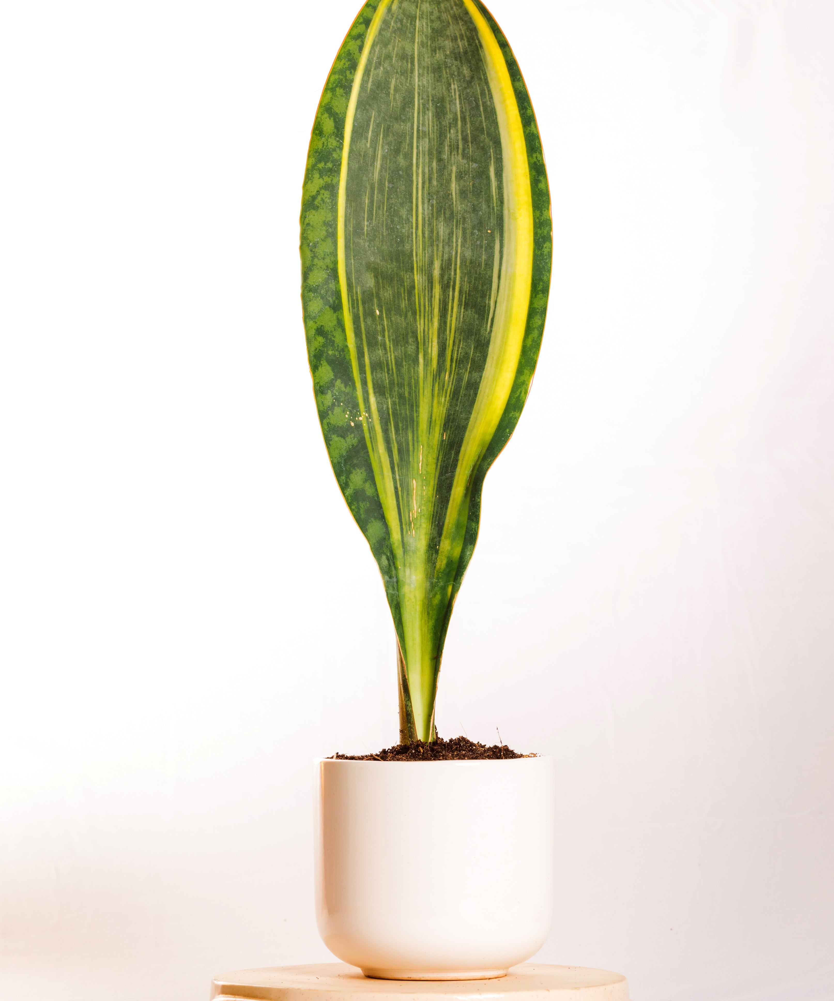Sanseveria Varigated Masoniana