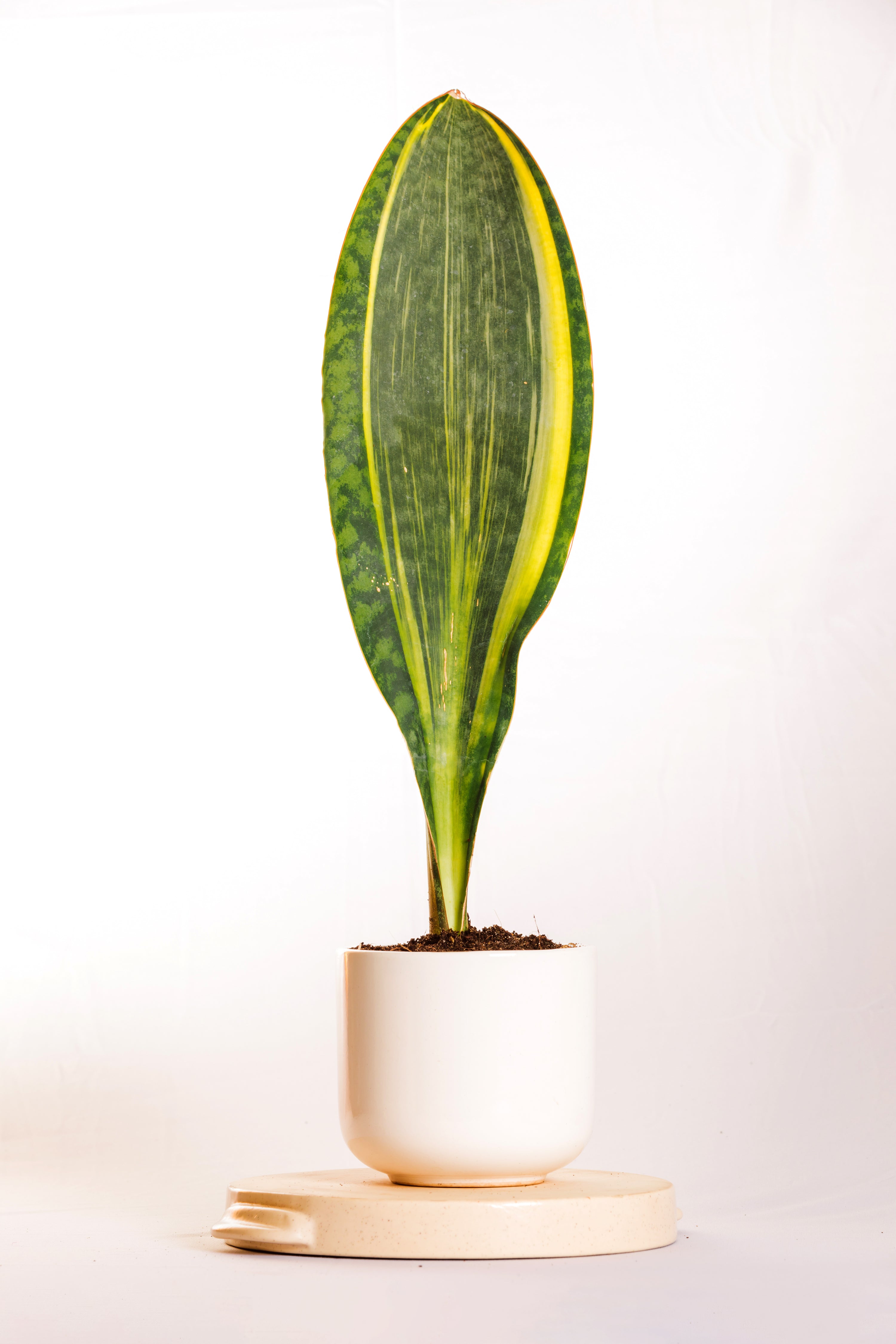 Sanseveria Varigated Masoniana