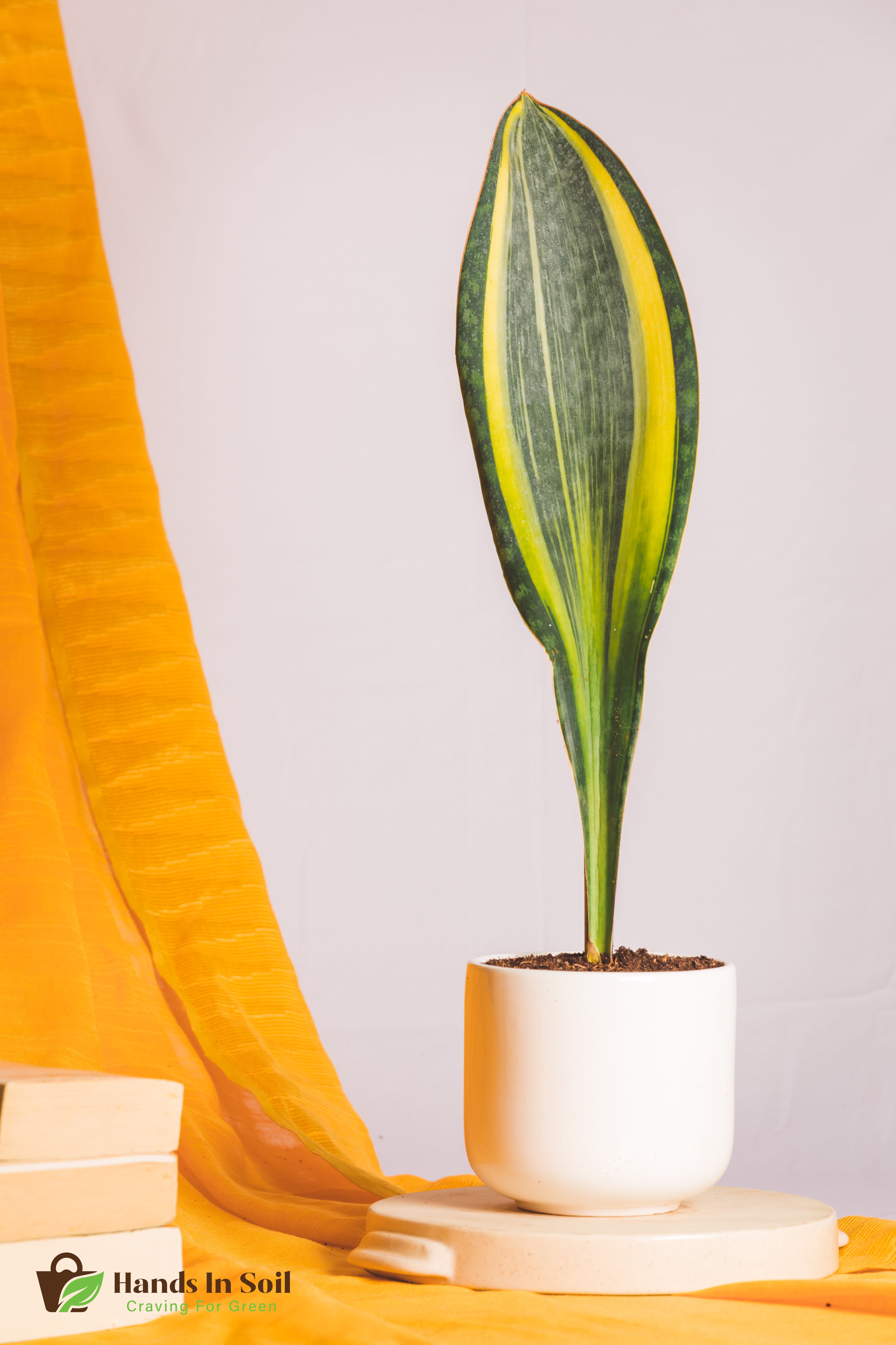 Sanseveria Varigated Masoniana
