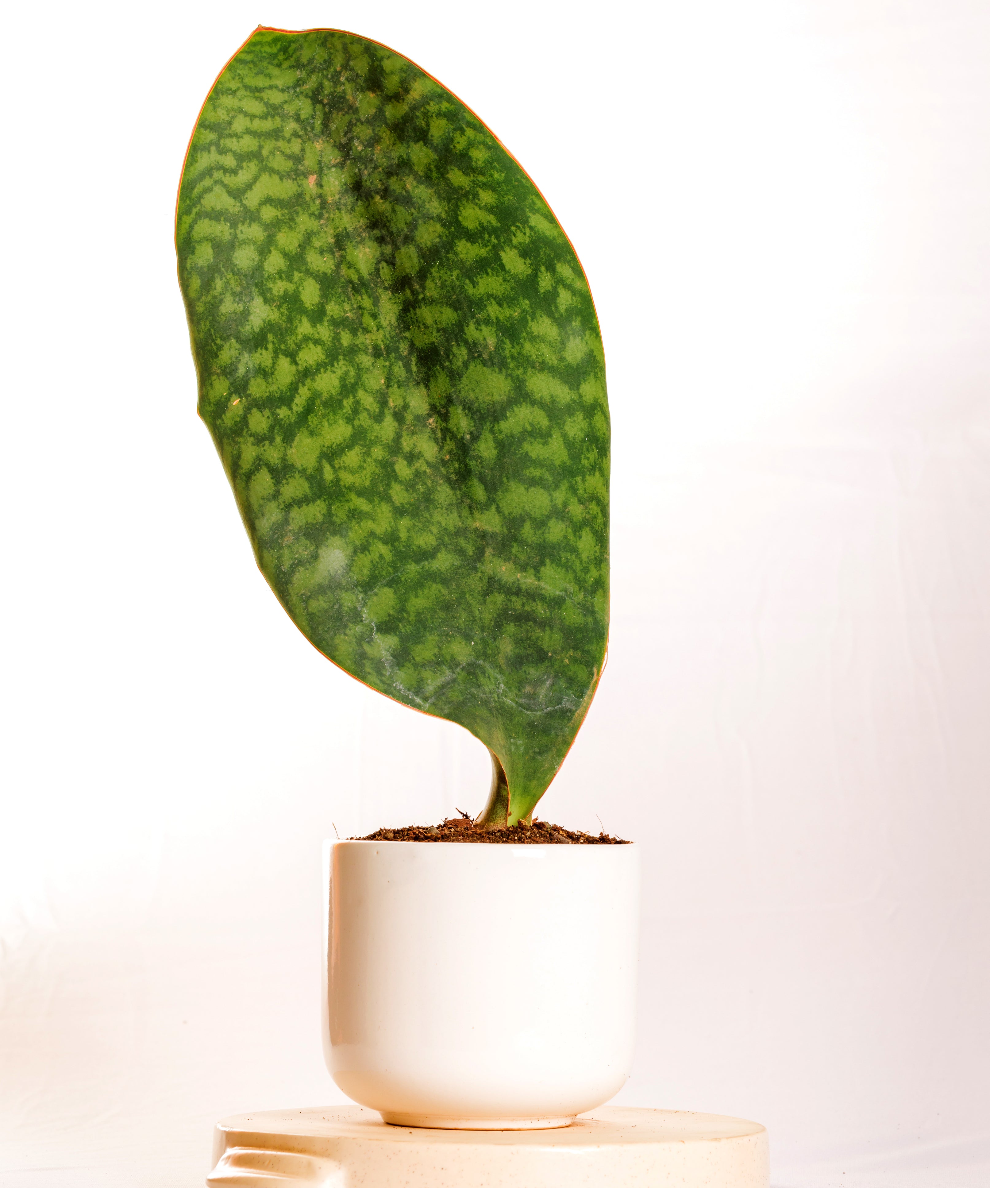 Sanseveria Whalefin