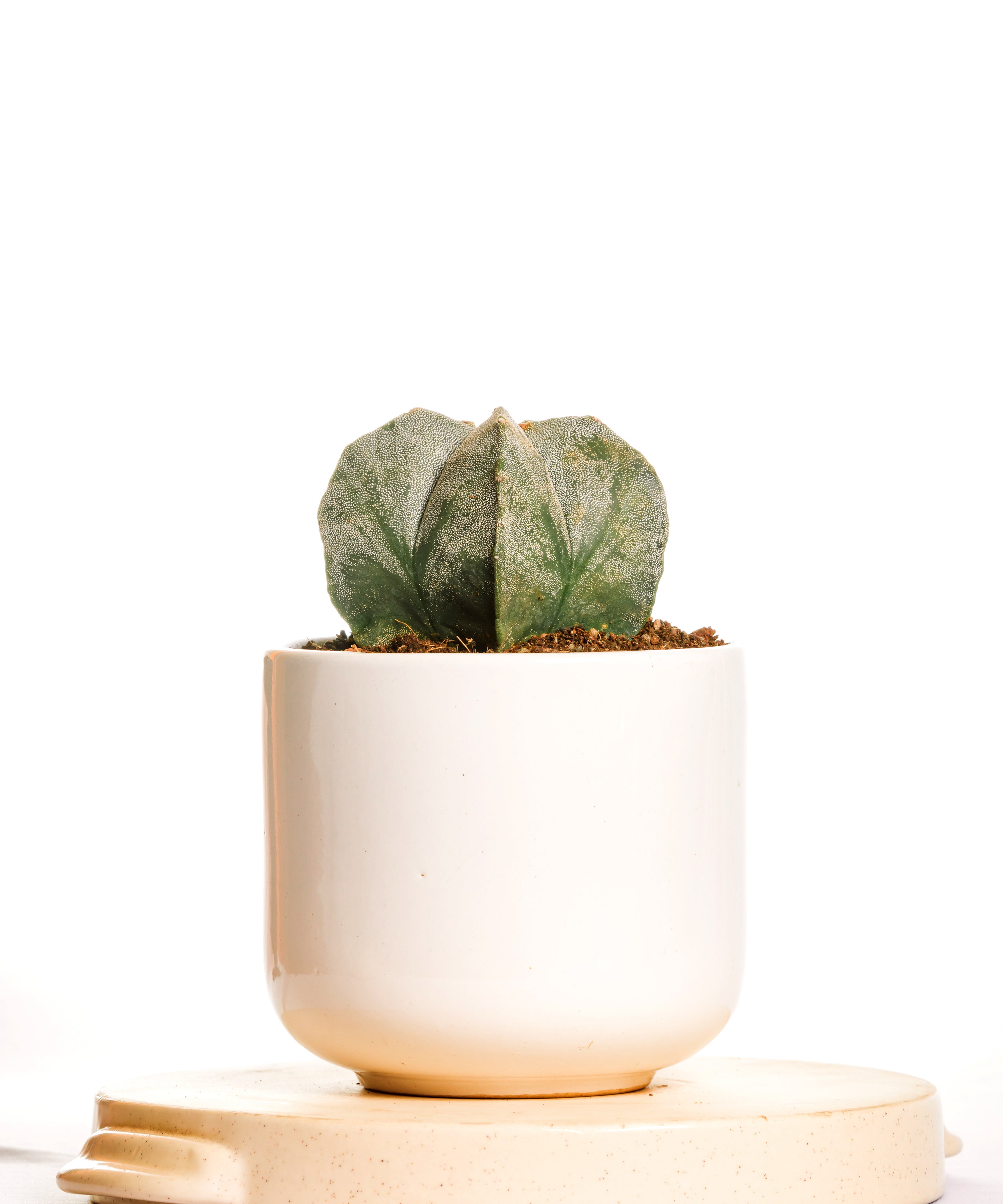 astrophytum 5 rib cactus