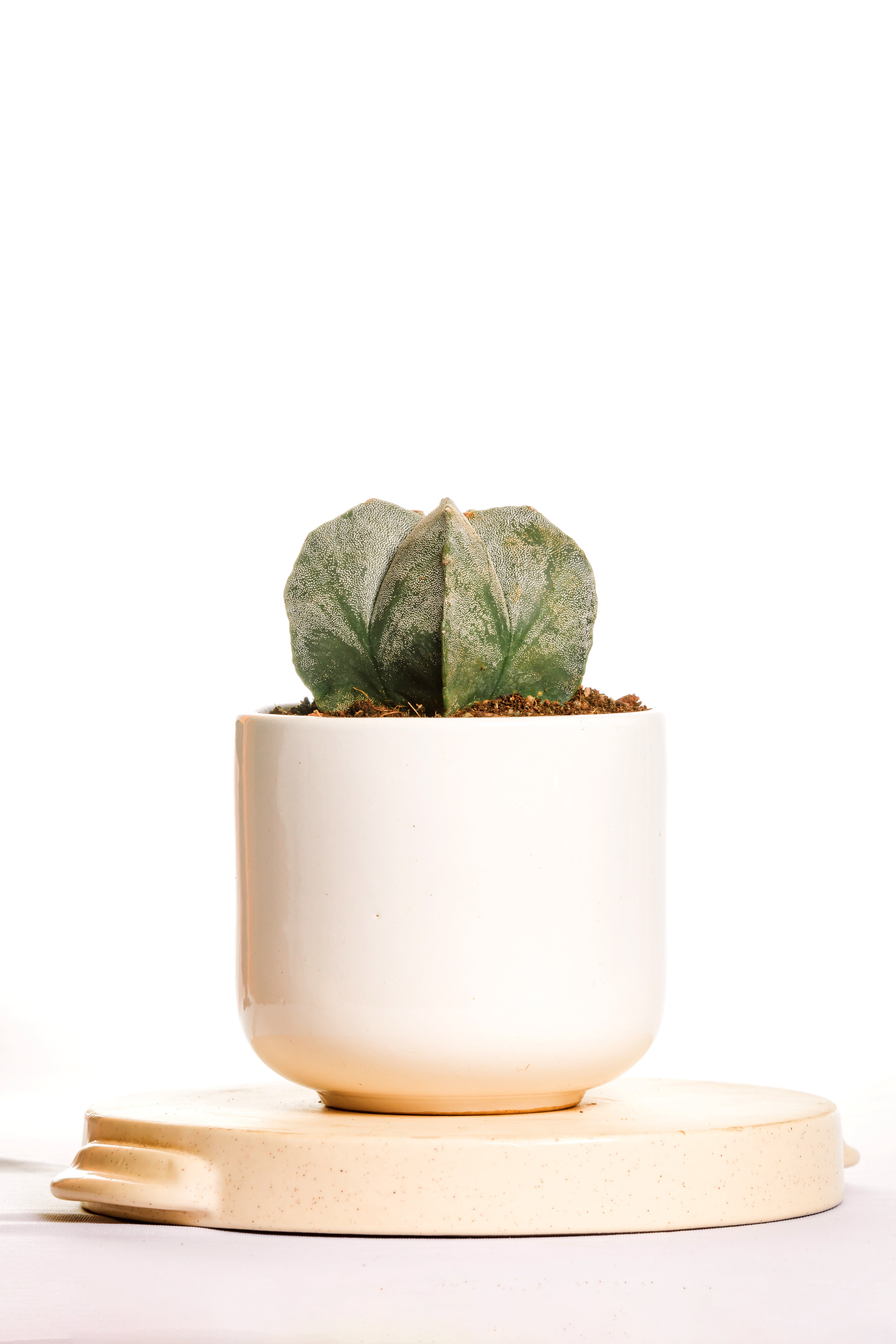 astrophytum 5 rib cactus