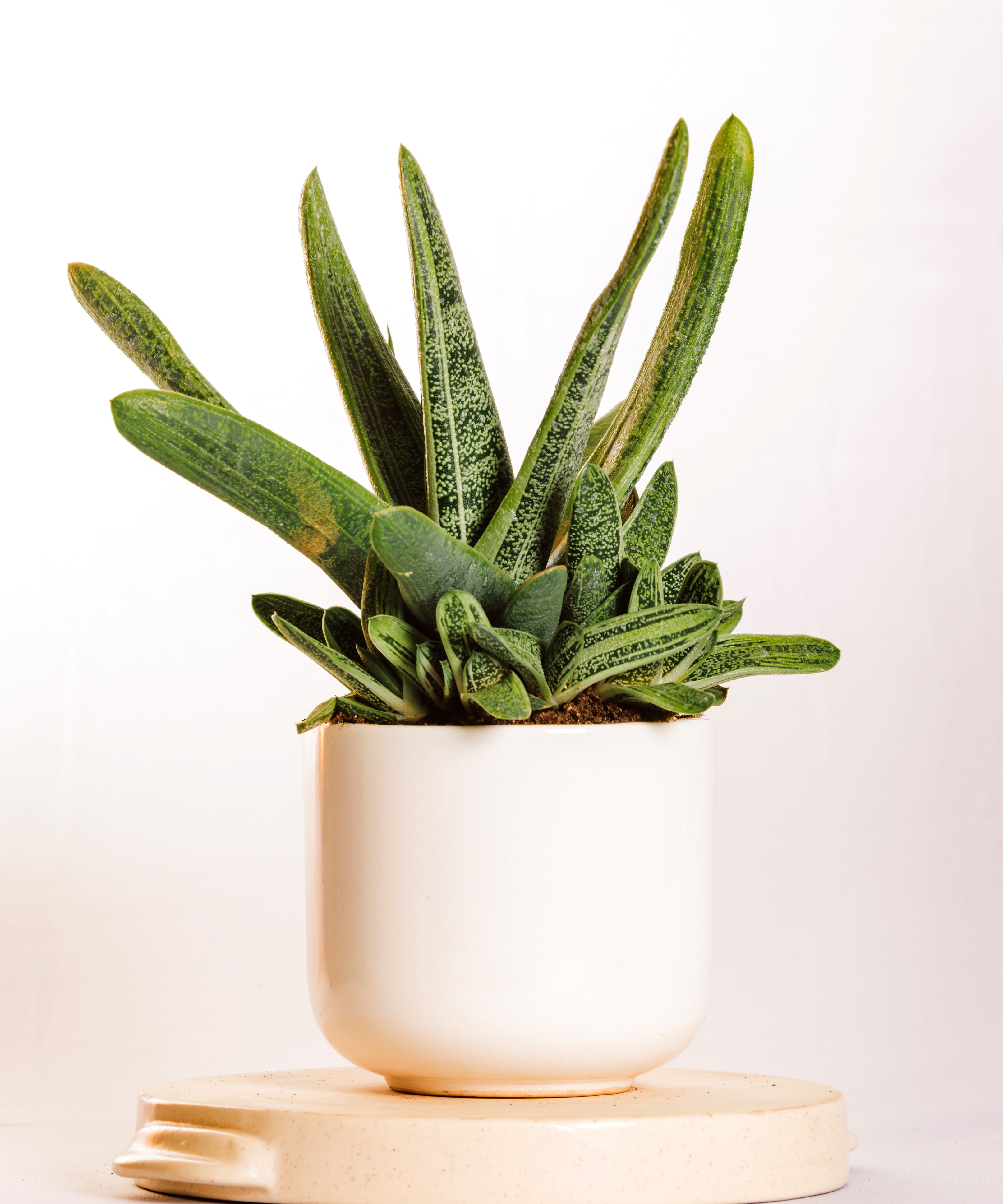 gasteria little warty 