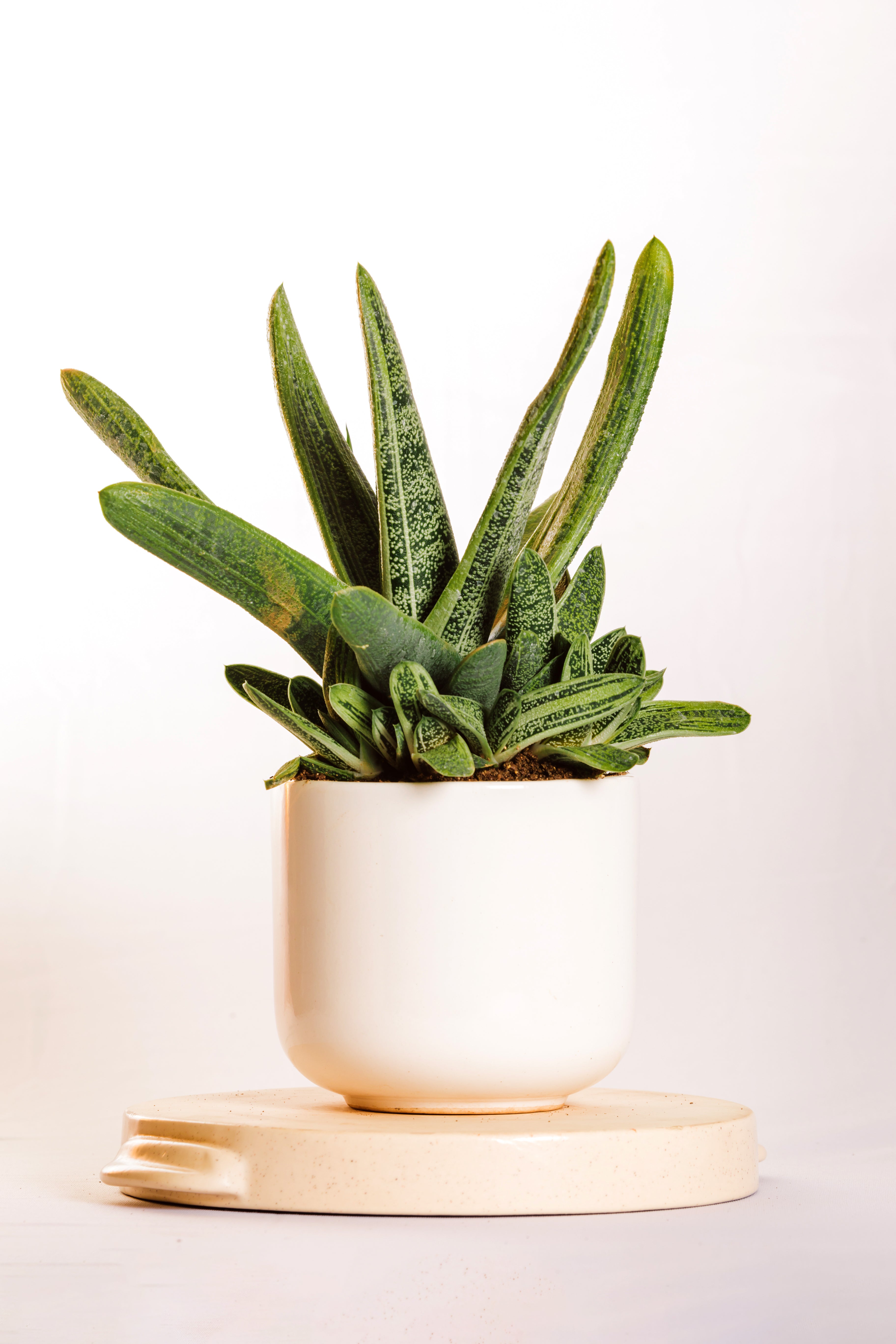 gasteria little warty 
