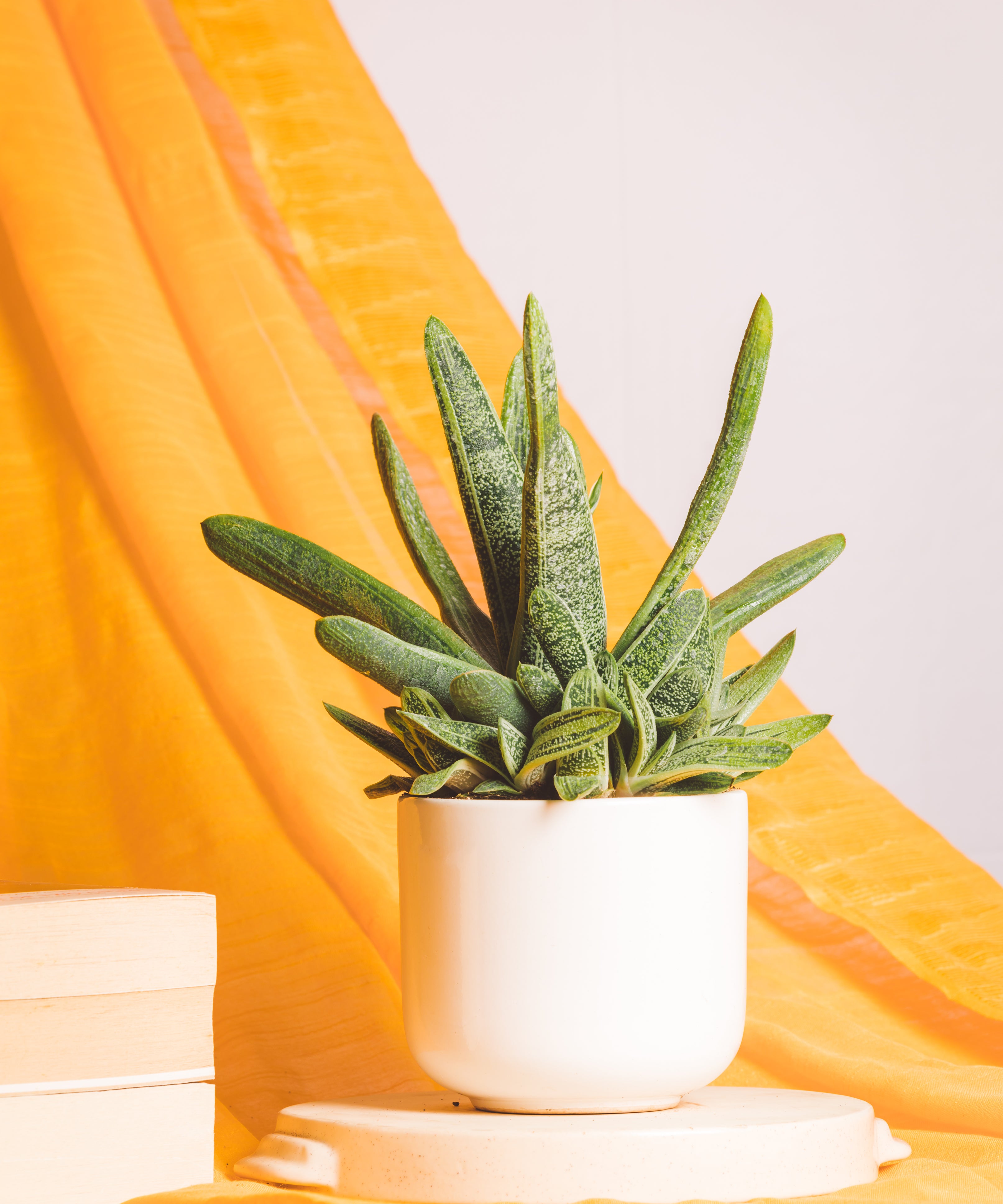 gasteria little warty
