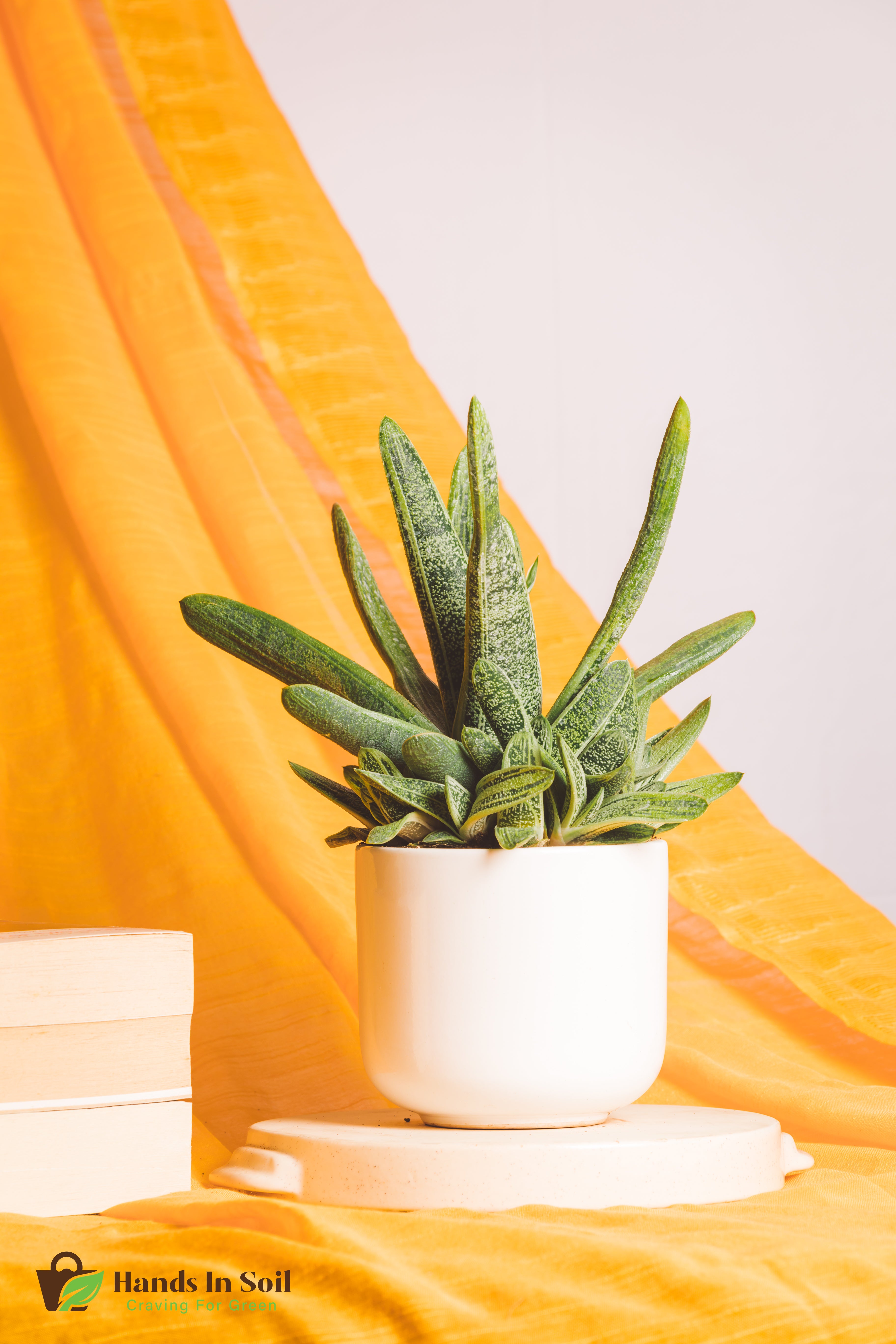 gasteria little warty