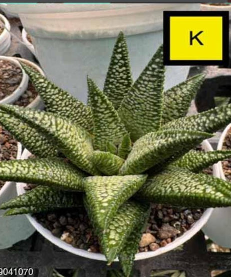 Haworthia Hybrid K