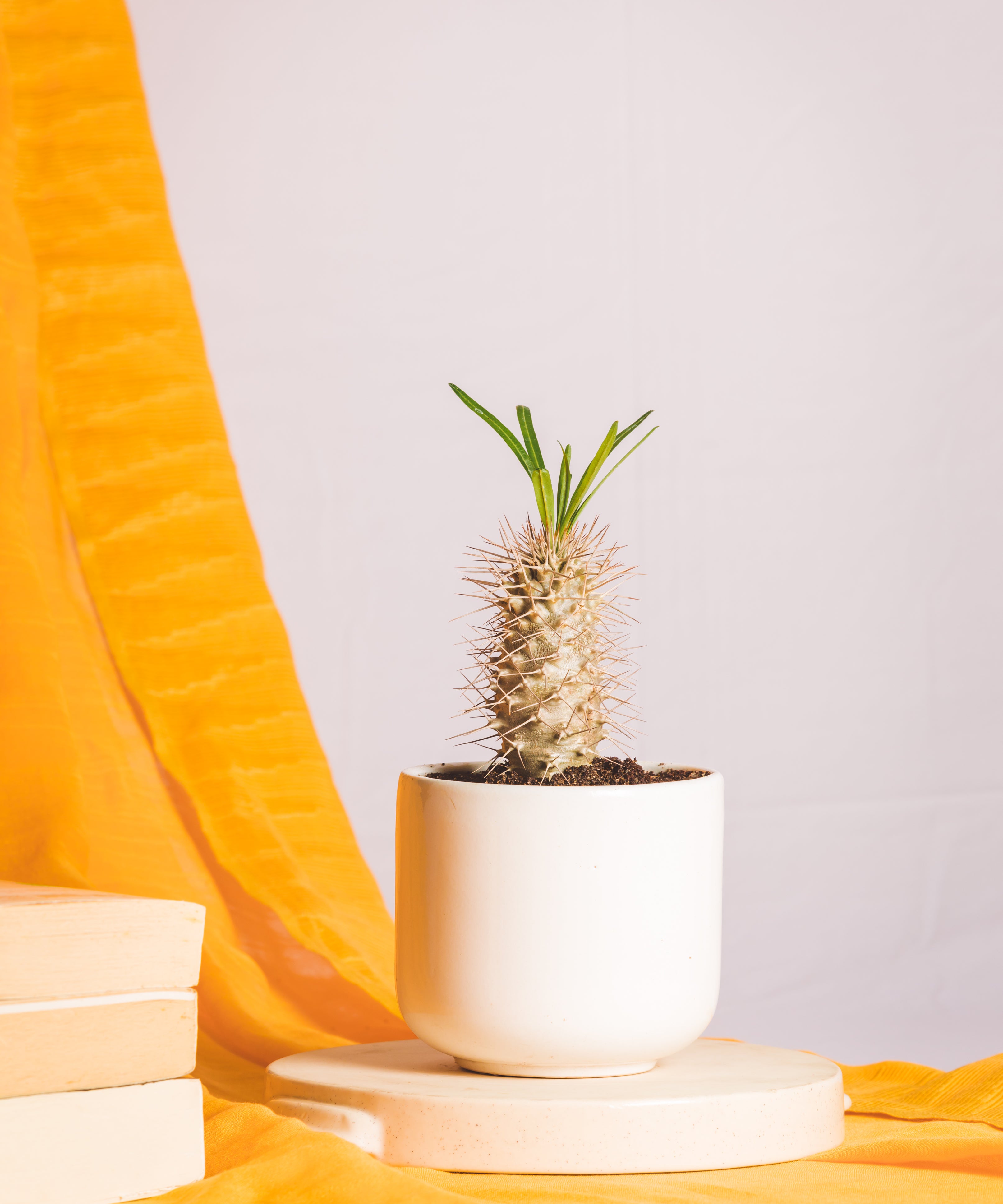 pachypodium geayi plant close-up