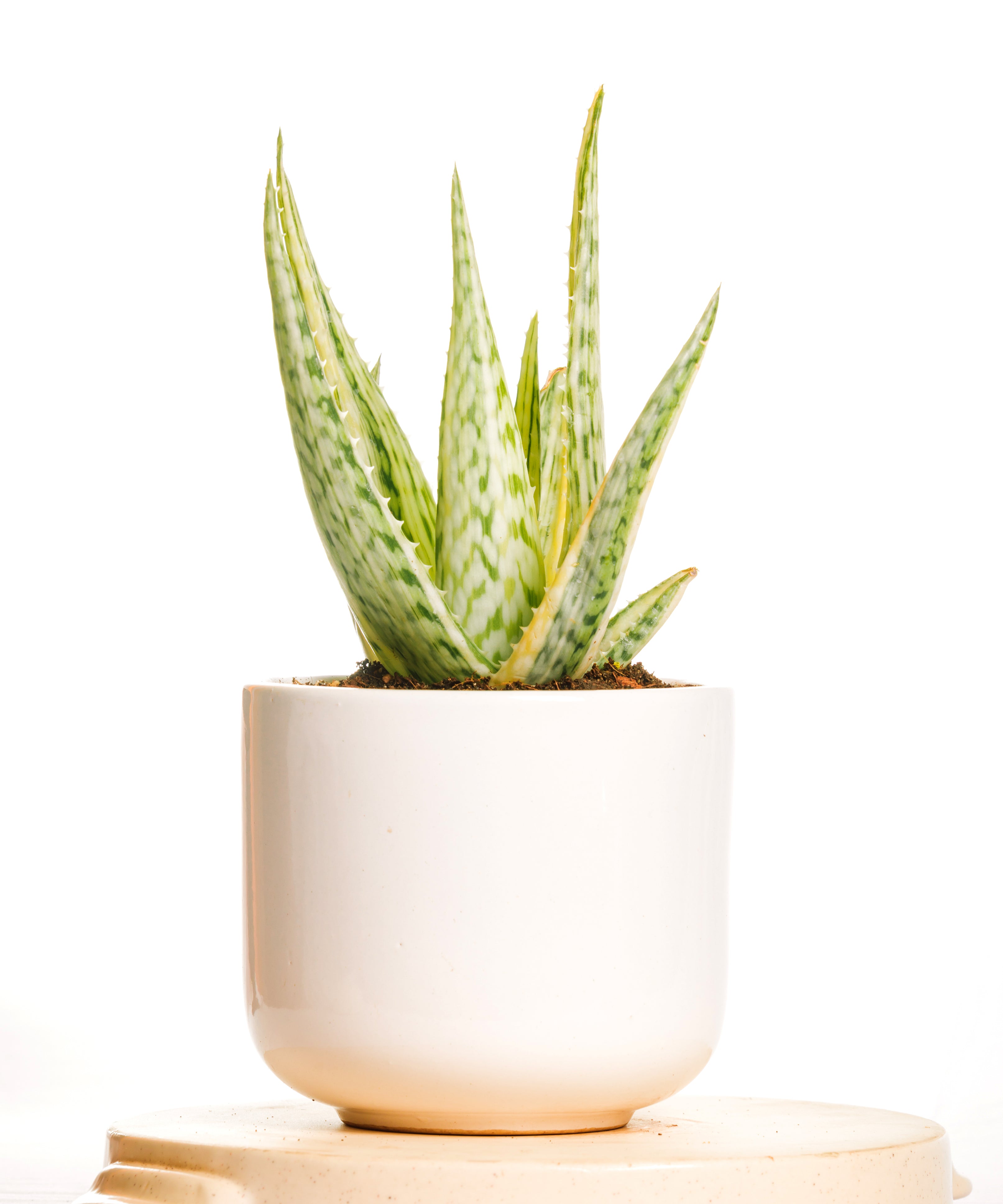 variegated aloe 