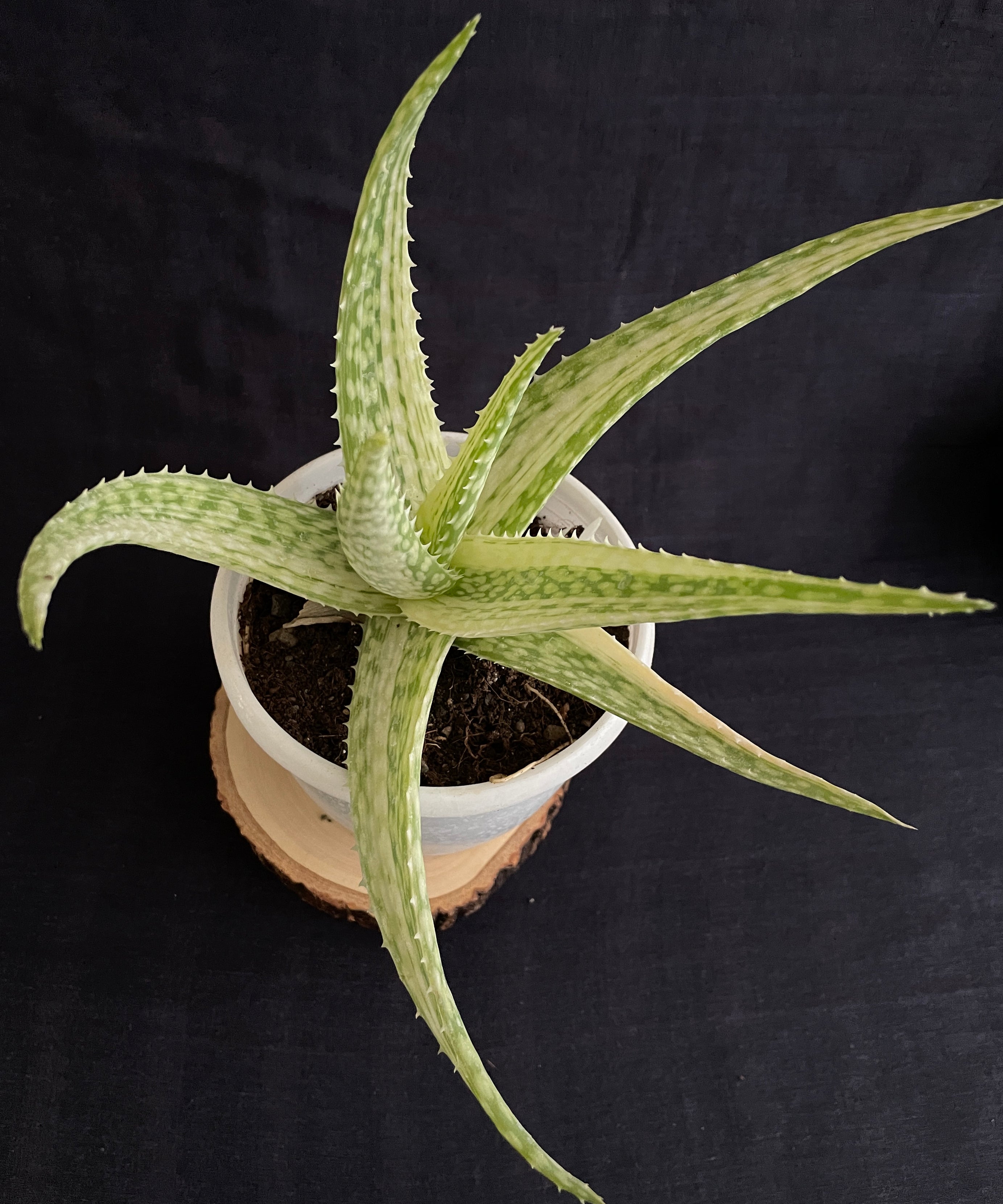 variegated aloe