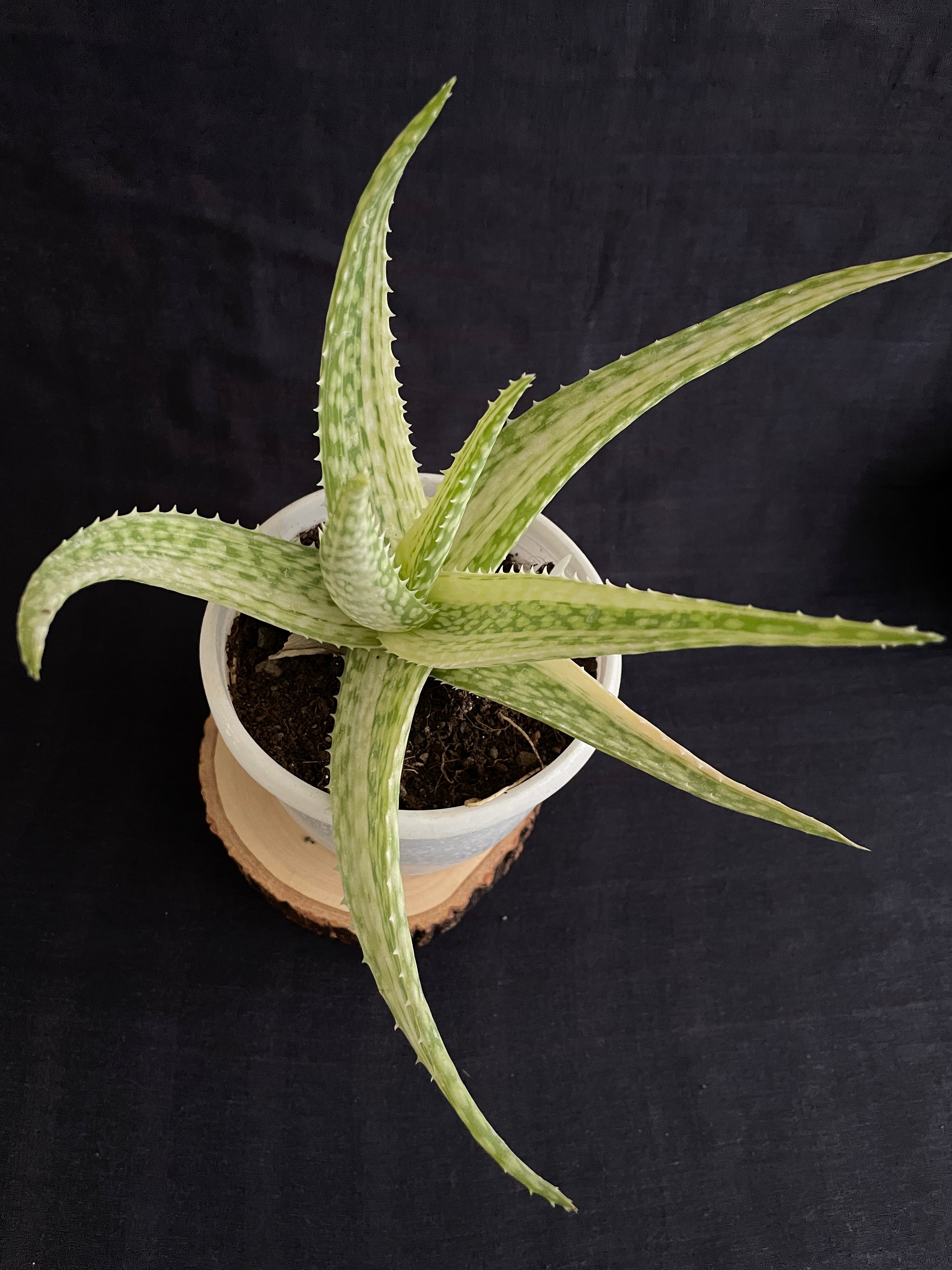 variegated aloe