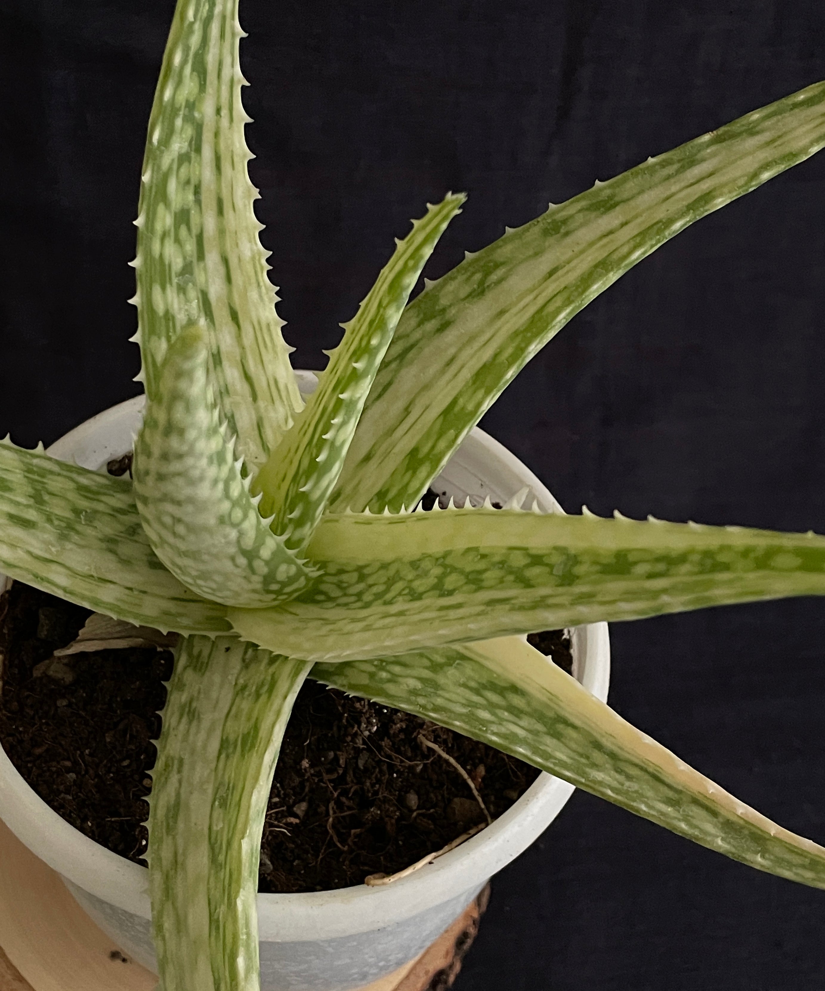 variegated aloe