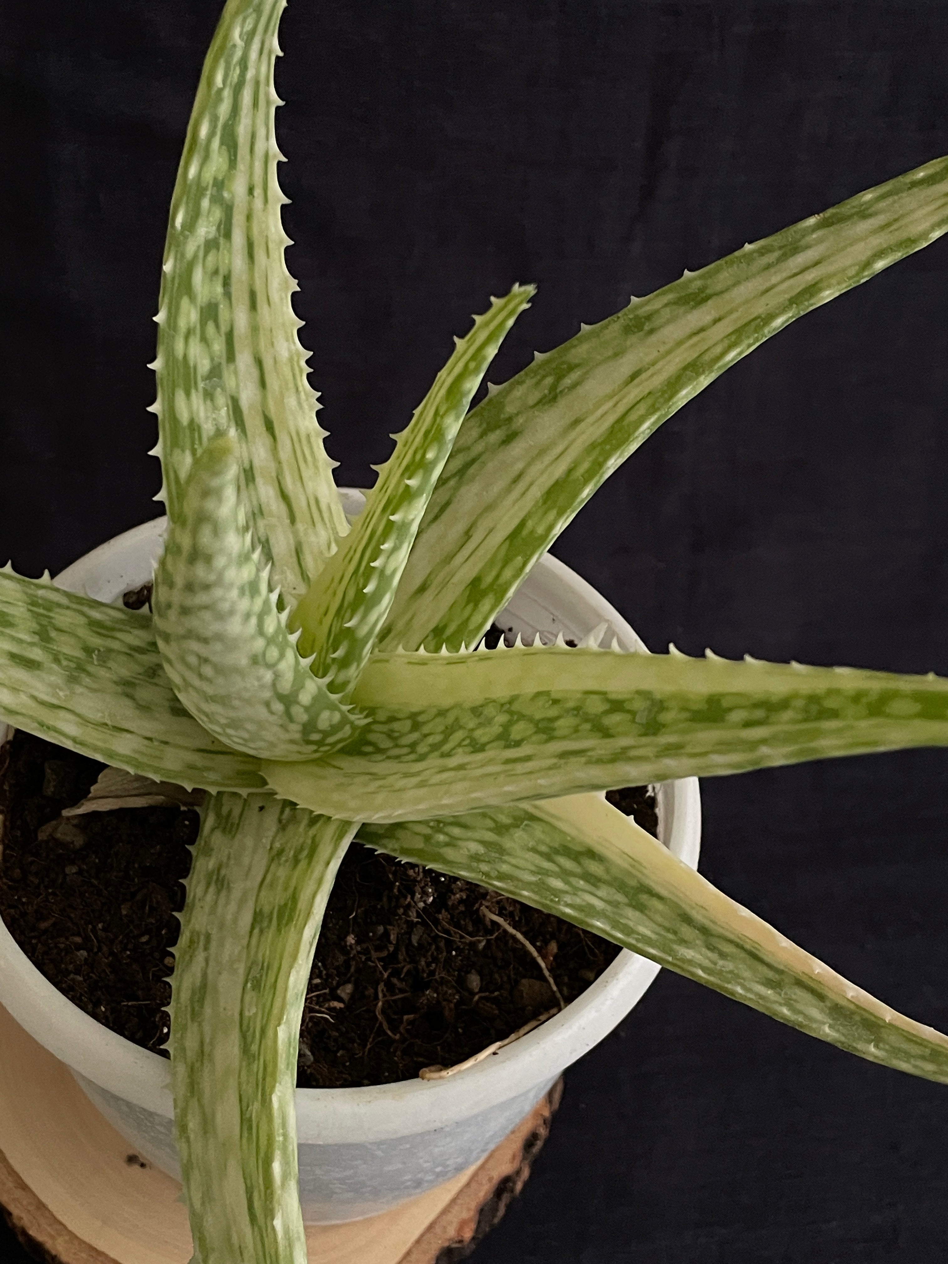 variegated aloe