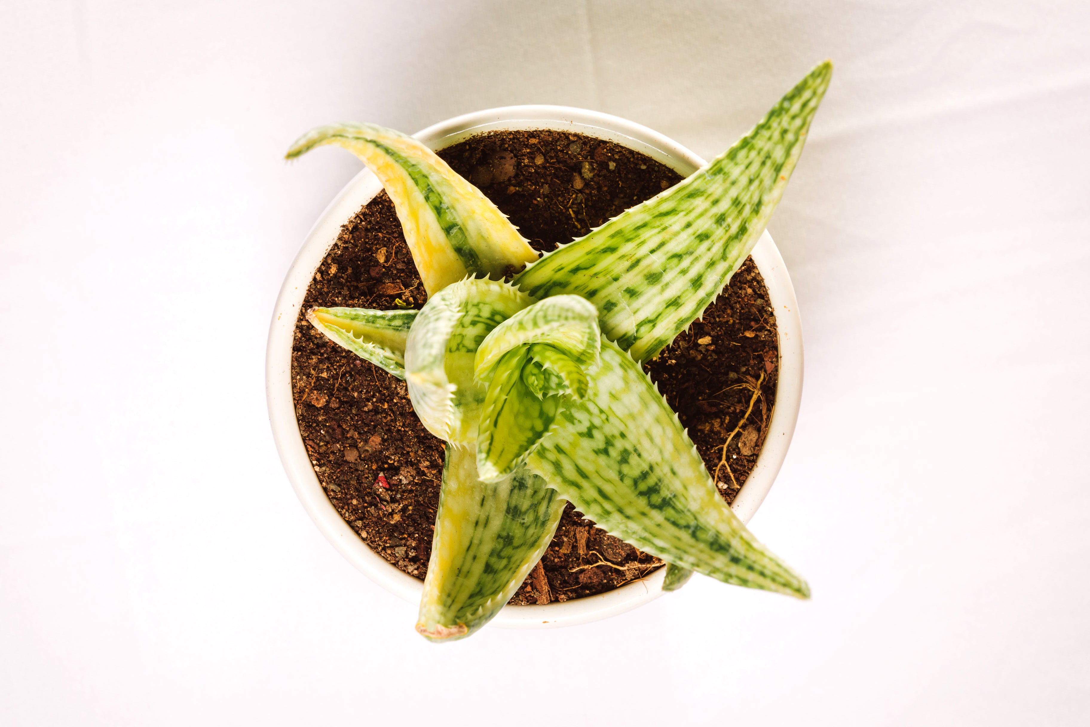 variegated aloe 6