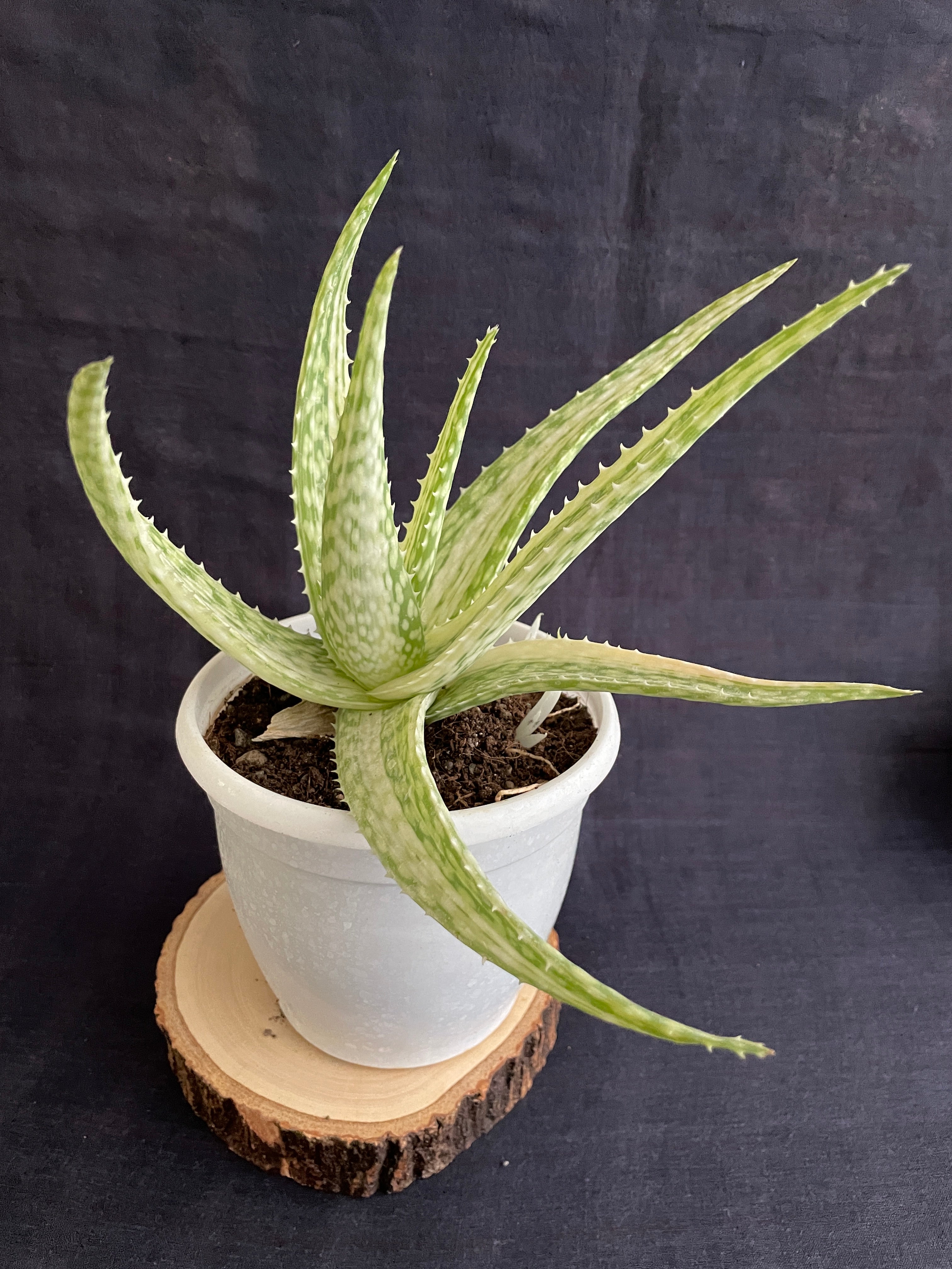 variegated aloe 7